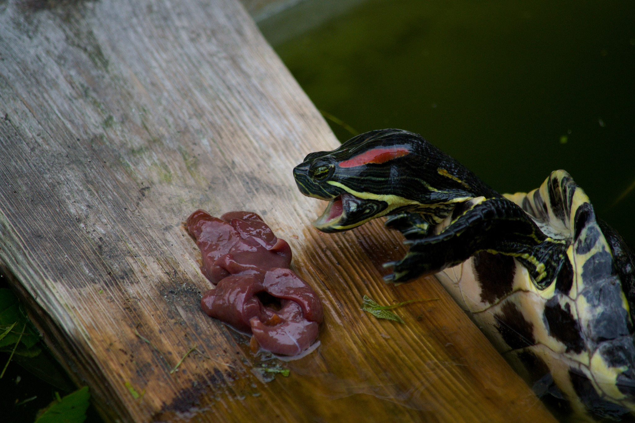 Nikon D3100 sample photo. Turtle  photography