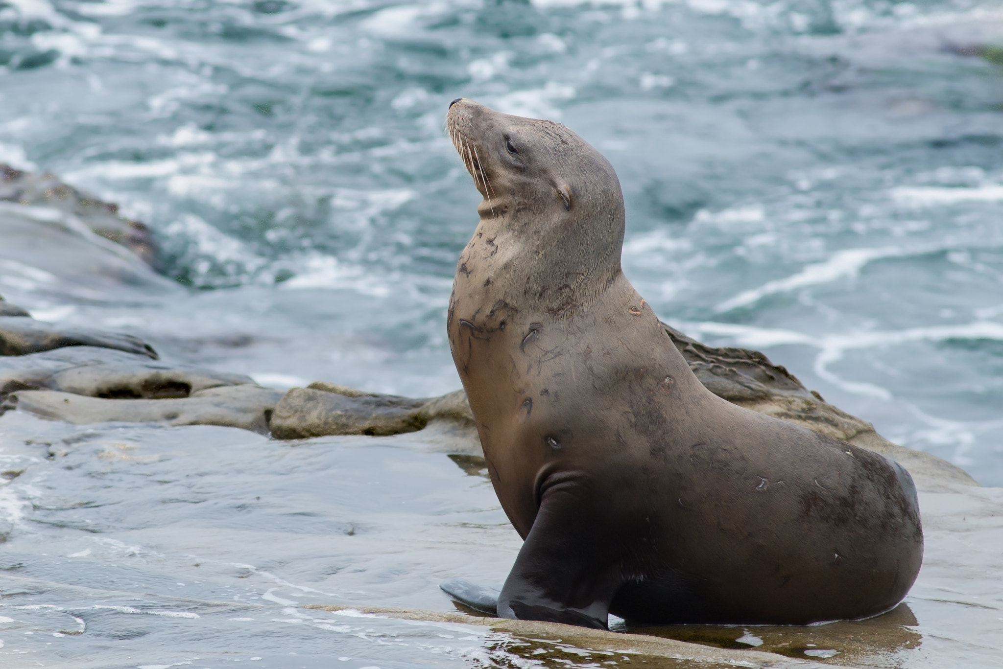 Nikon D800E + Nikon AF Nikkor 180mm F2.8D ED-IF sample photo. La jolla photography