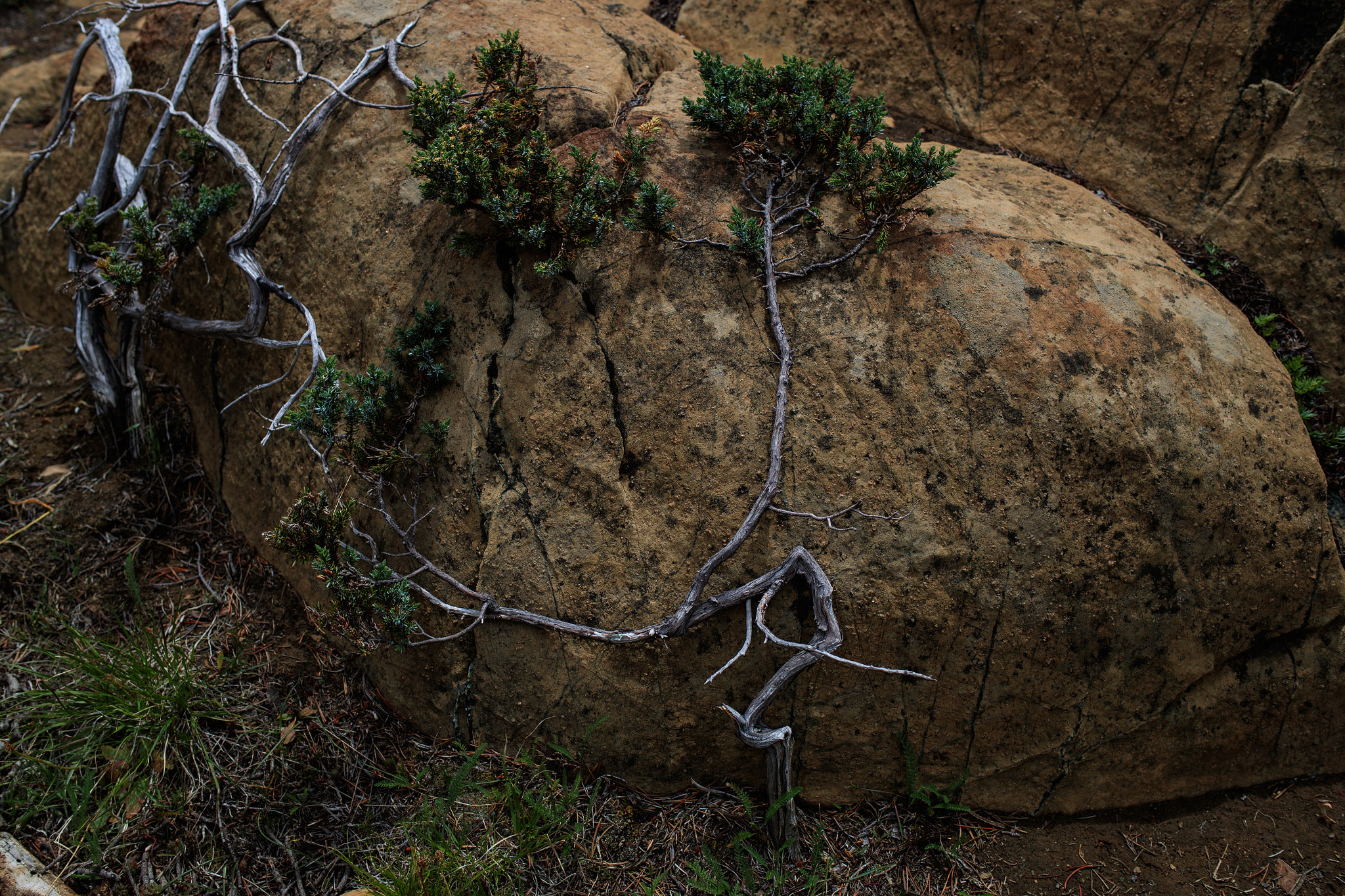 Canon EOS-1D X Mark II sample photo. Rock hugger photography