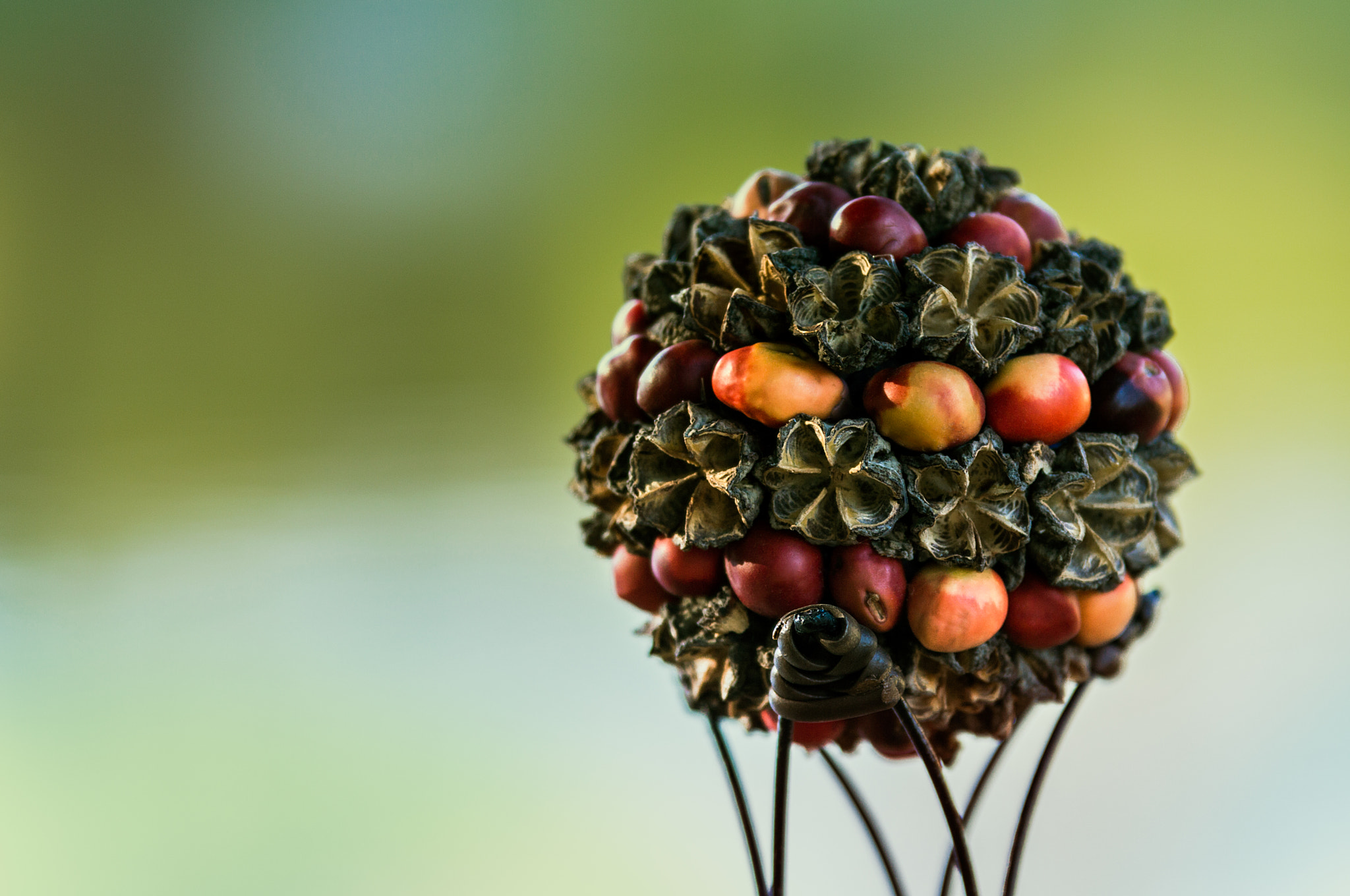 Sigma 70-200mm F2.8 EX DG OS HSM sample photo. Decorative ball photography