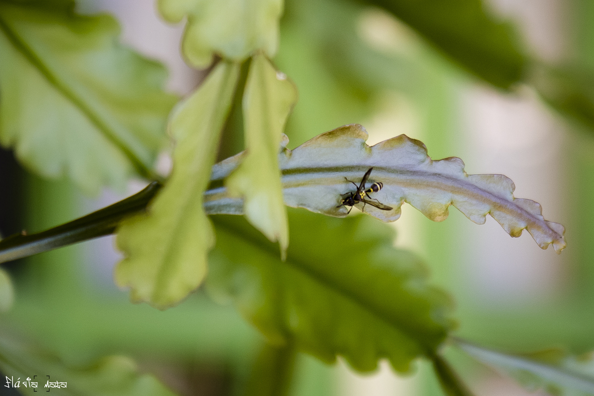 Canon EF-S 17-55mm F2.8 IS USM sample photo. Abelhinha.. photography