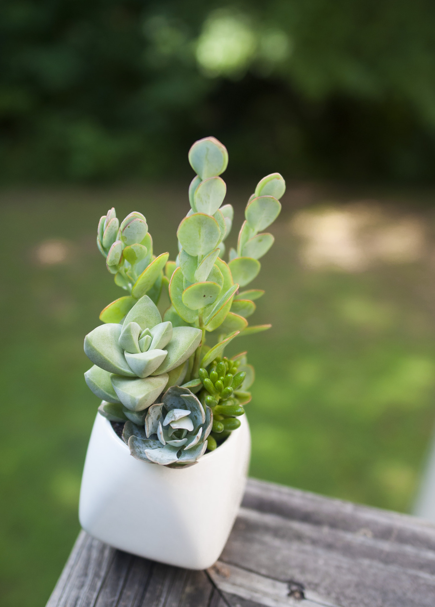 Nikon D90 sample photo. Echeveria minima photography