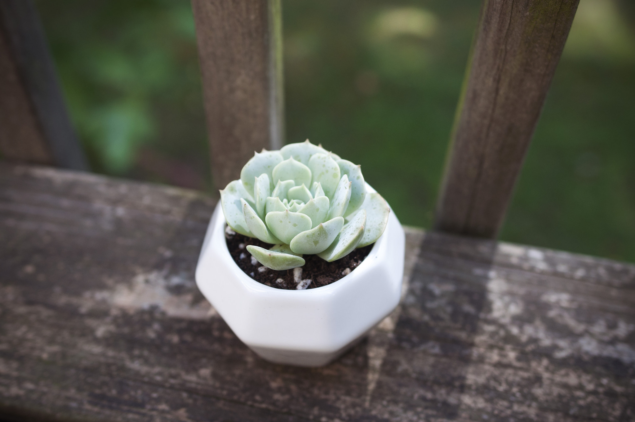 Nikon D90 sample photo. Echeveria minima photography