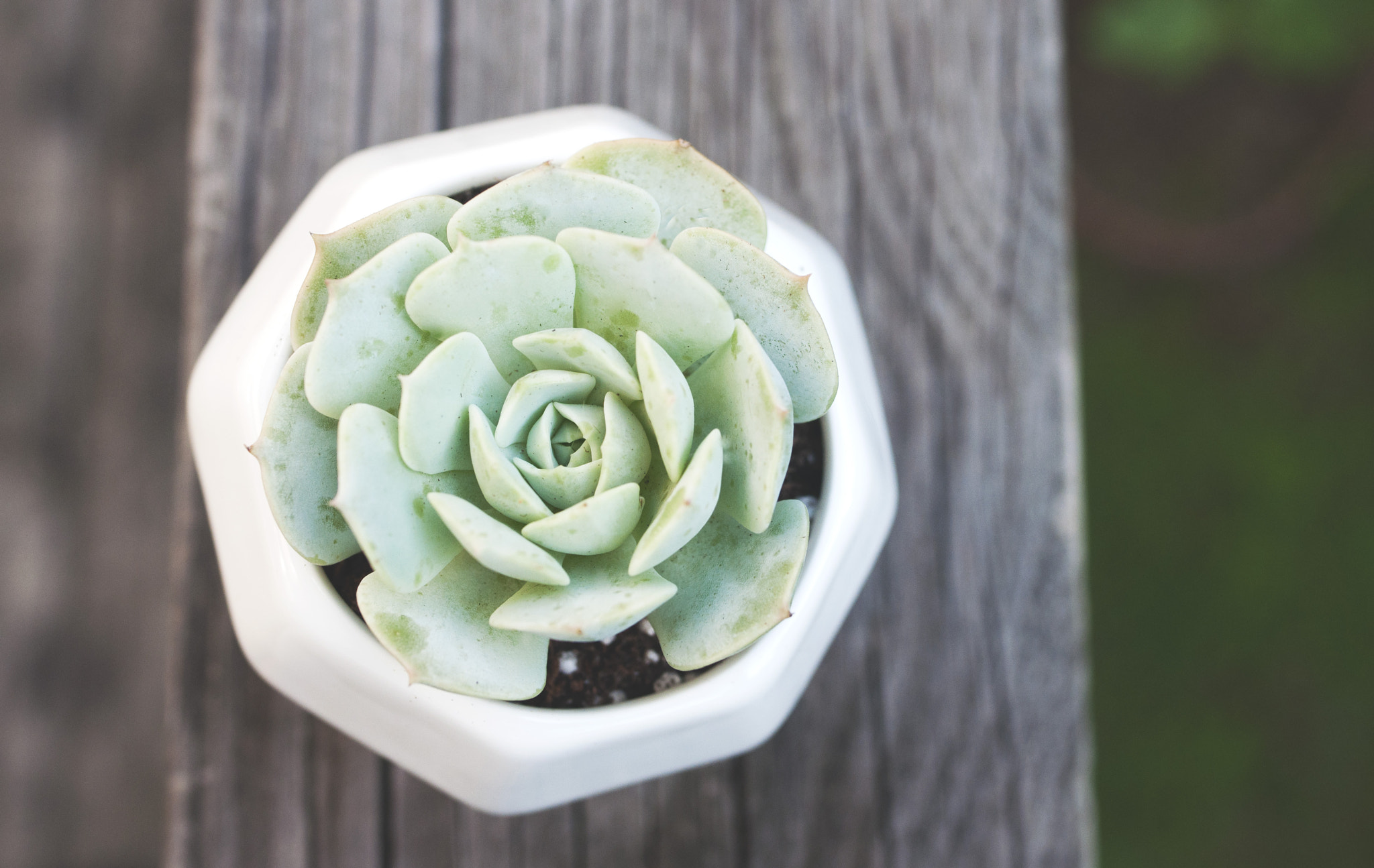 Nikon D90 sample photo. Echeveria minima photography