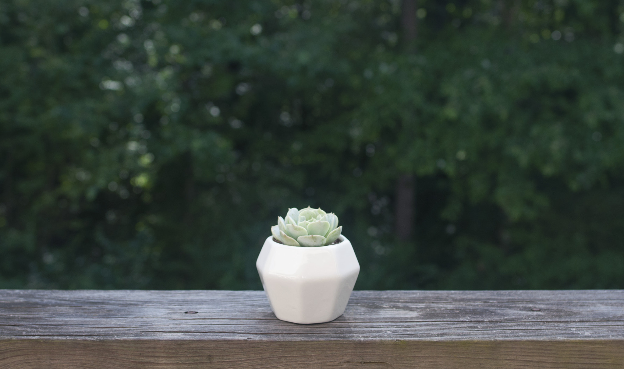 Nikon D90 + Nikon AF-S Nikkor 24mm F1.8G ED sample photo. Succulents backyard photography