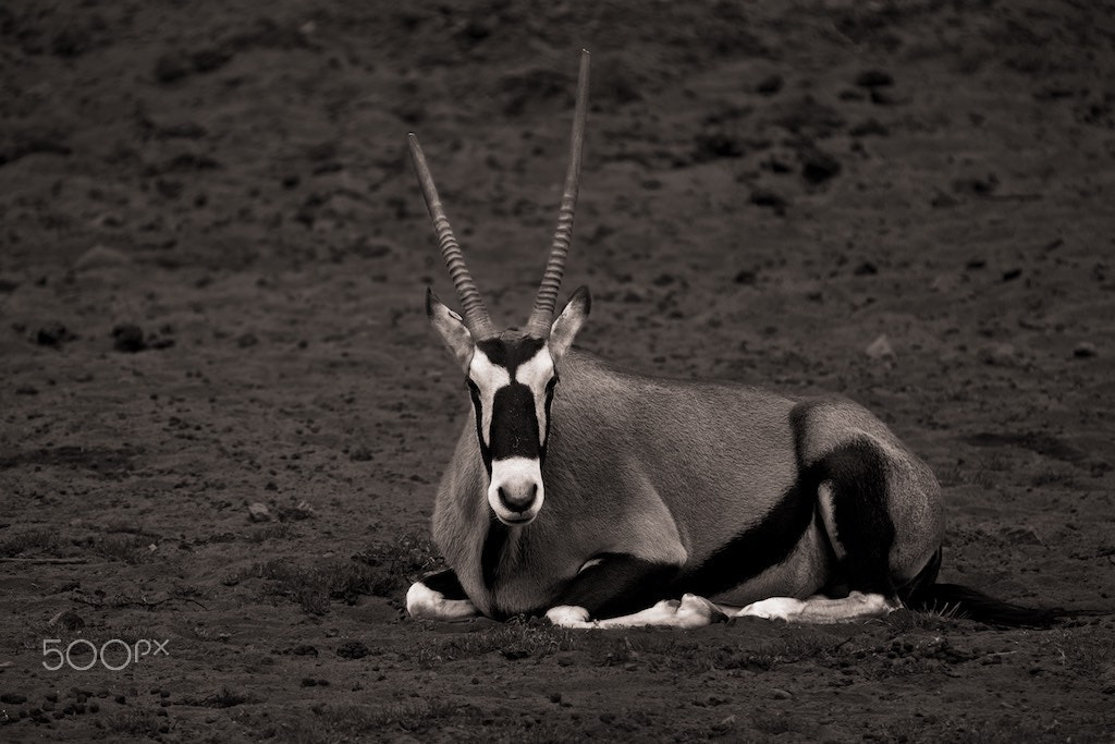 Canon EF 70-200mm F2.8L IS II USM sample photo. Arabian oryx photography