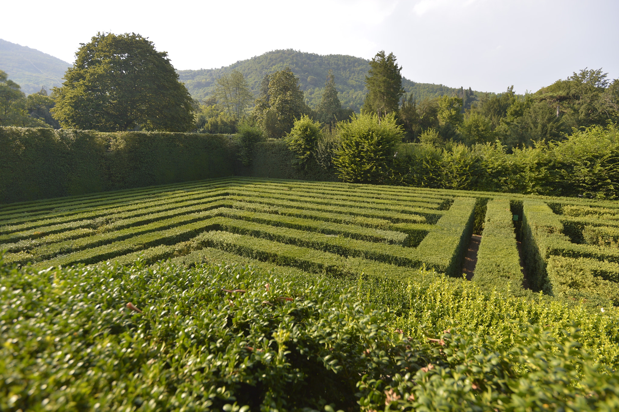 Nikon AF-S Nikkor 17-35mm F2.8D ED-IF sample photo. Labirinto di bosso , 1650 photography