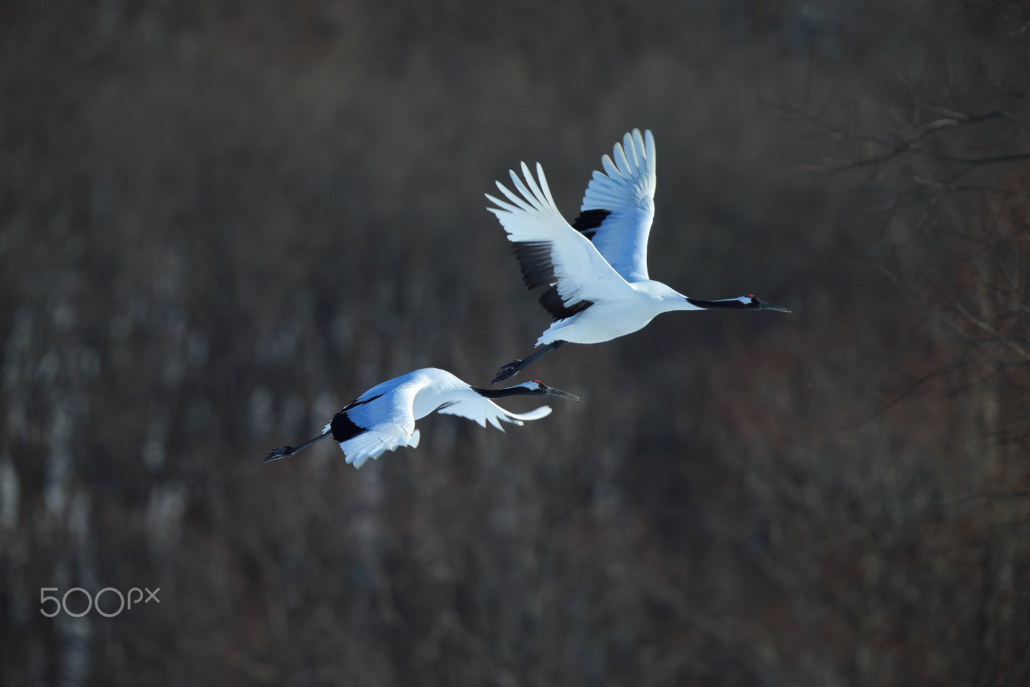 Canon EF 400mm F2.8L IS II USM sample photo. Couple of crane photography