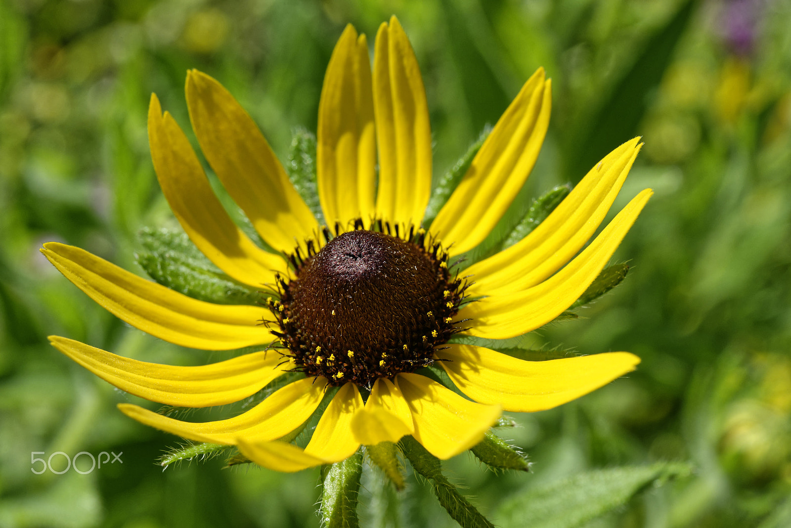 Nikon AF-S Micro-Nikkor 60mm F2.8G ED sample photo. Yellow summer flower photography