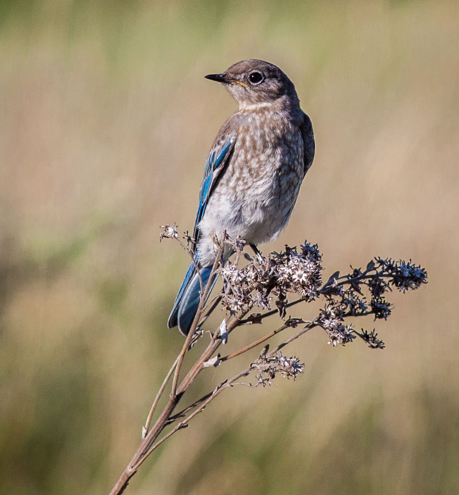 Canon EOS 50D + Canon EF 300mm F4L IS USM sample photo. Bluebird in evening light photography