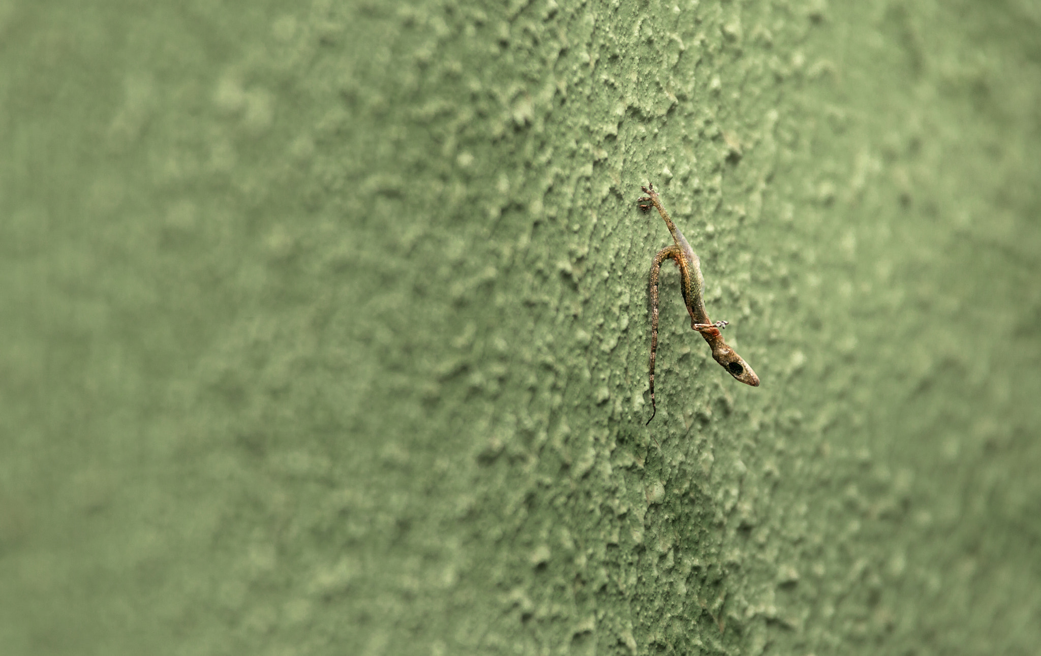 Sigma 70-200mm F2.8 EX DG OS HSM sample photo. Dead gekko photography