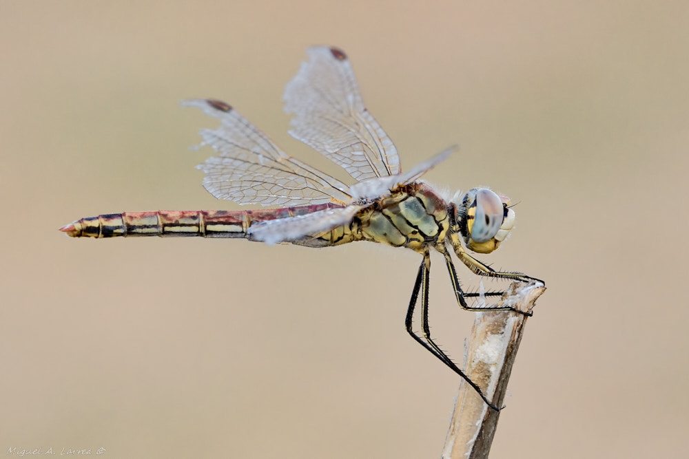 Sony ILCA-77M2 sample photo. Sympetrum fonscolombii photography