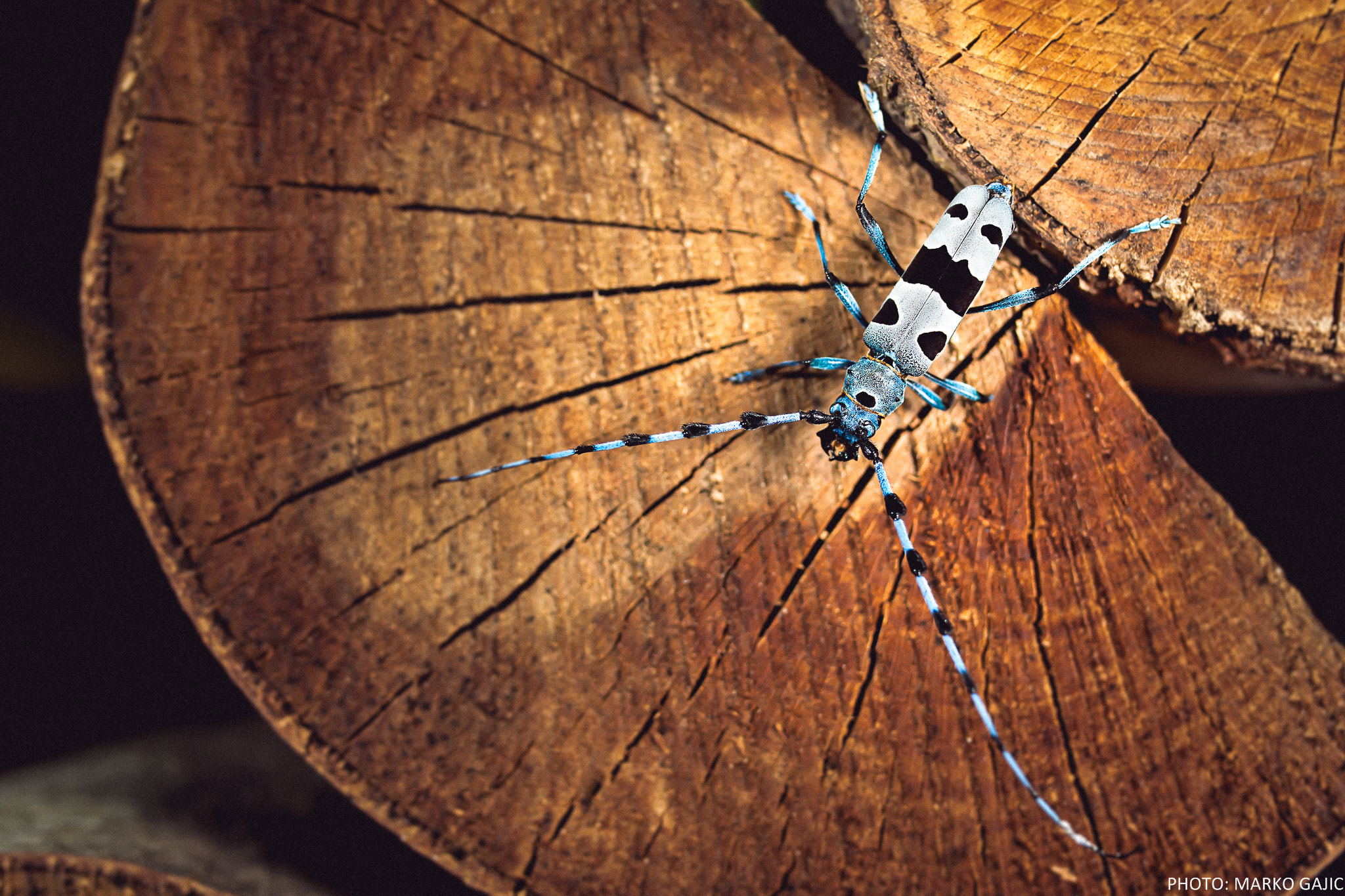 Nikon D7200 + Sigma 35mm F1.4 DG HSM Art sample photo. Alpine longhorn beetle - rosalia alpina photography