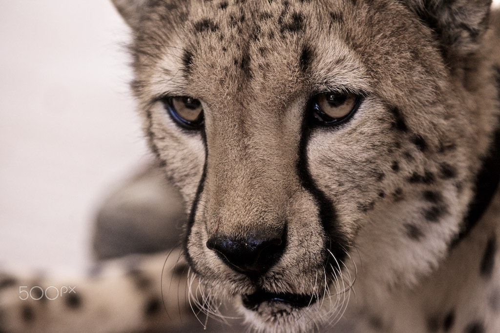 Canon EF 70-200mm F2.8L IS II USM sample photo. Cheetah photography