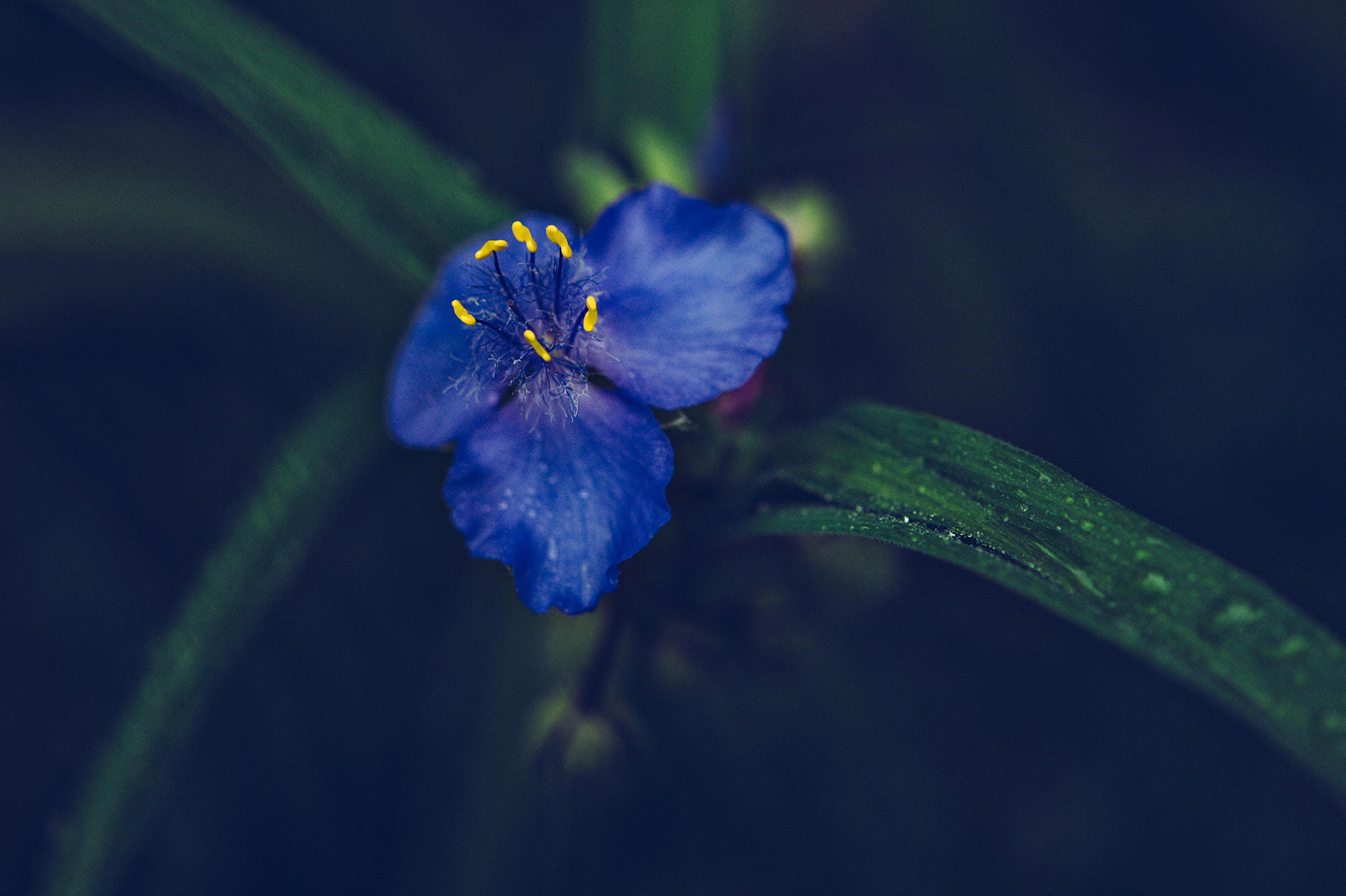 Nikon AF-S Micro-Nikkor 60mm F2.8G ED sample photo