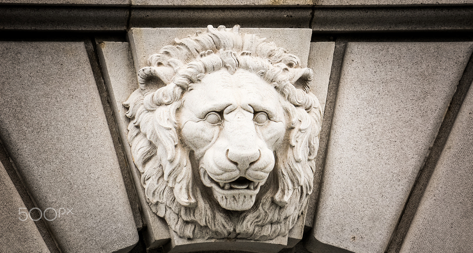 Sony Alpha NEX-5N + Sony E 55-210mm F4.5-6.3 OSS sample photo. A lion holding on photography