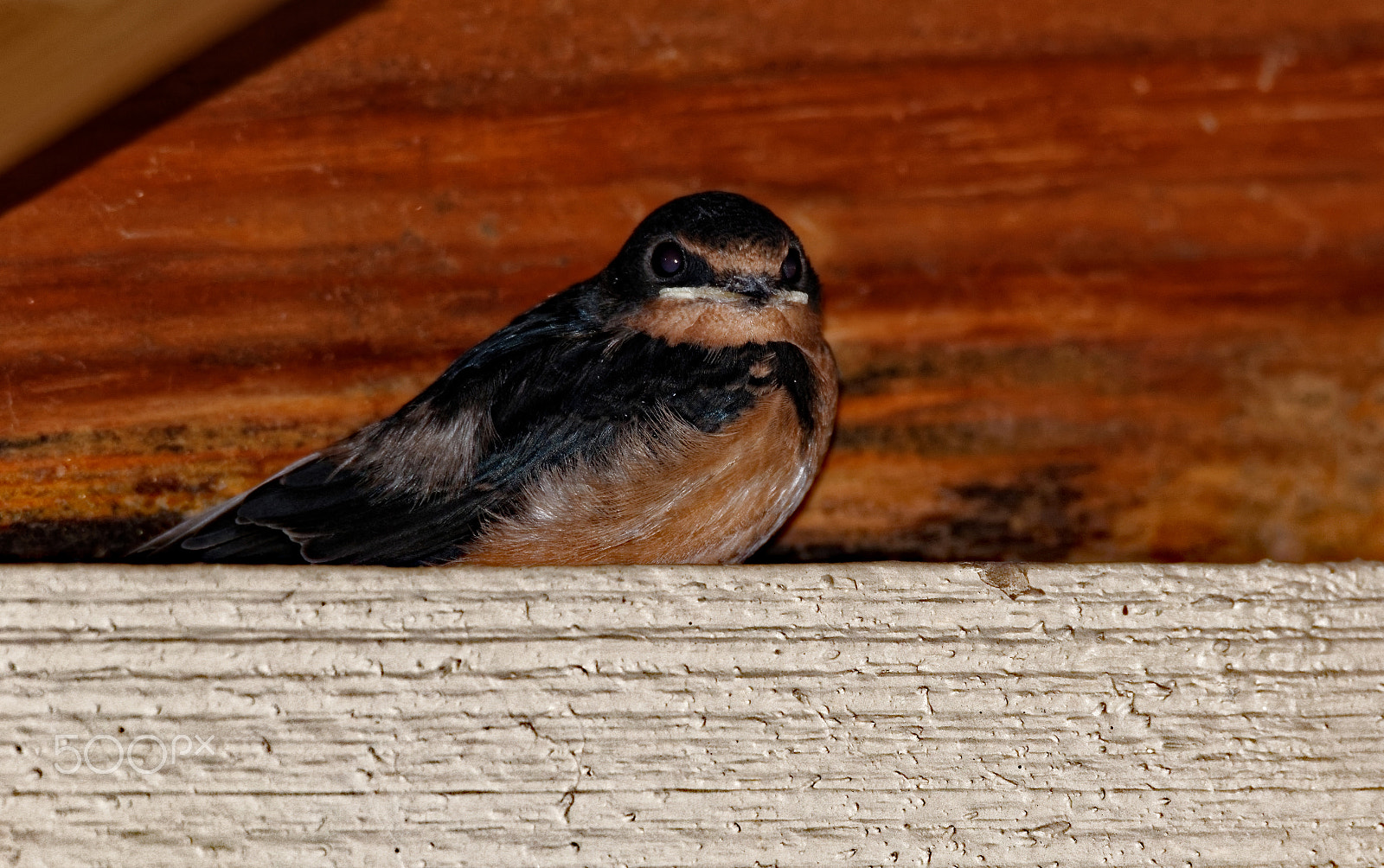 Canon EOS 600D (Rebel EOS T3i / EOS Kiss X5) + Tamron SP 150-600mm F5-6.3 Di VC USD sample photo. Barn swallow resting photography