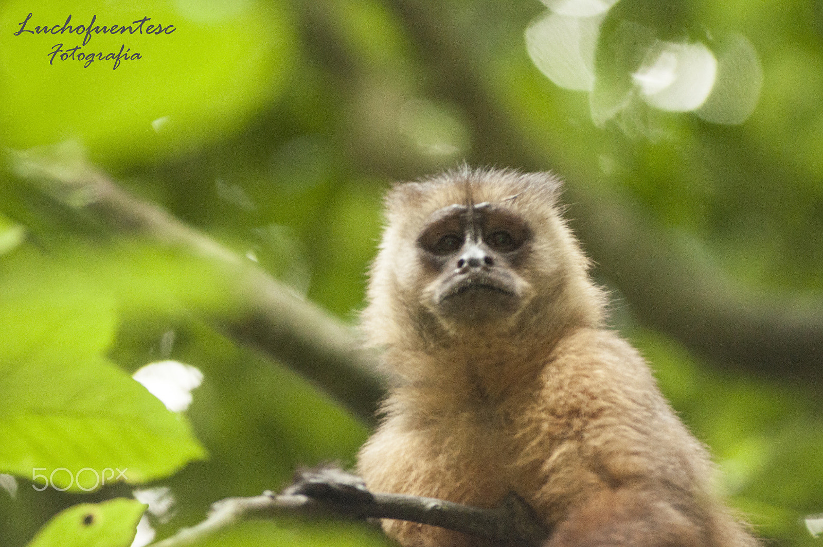 AF Zoom-Nikkor 80-200mm f/2.8 ED sample photo. Little monkey photography