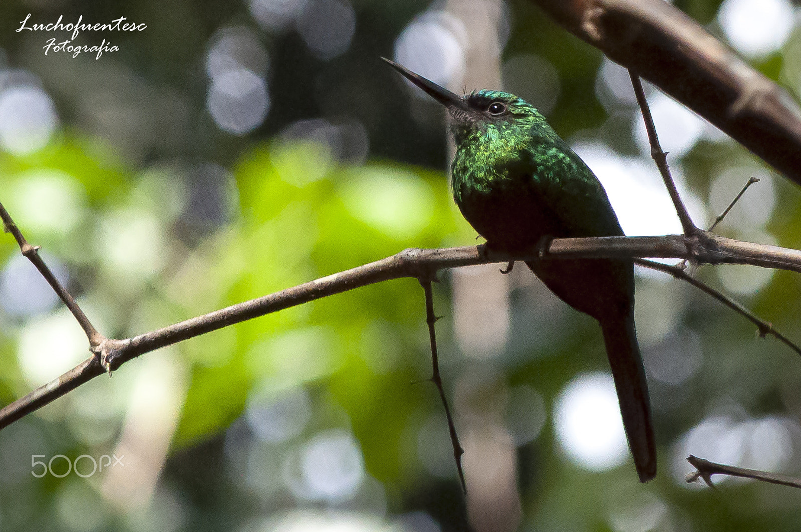 AF Zoom-Nikkor 80-200mm f/2.8 ED sample photo. Blue-tailed emerald bird photography