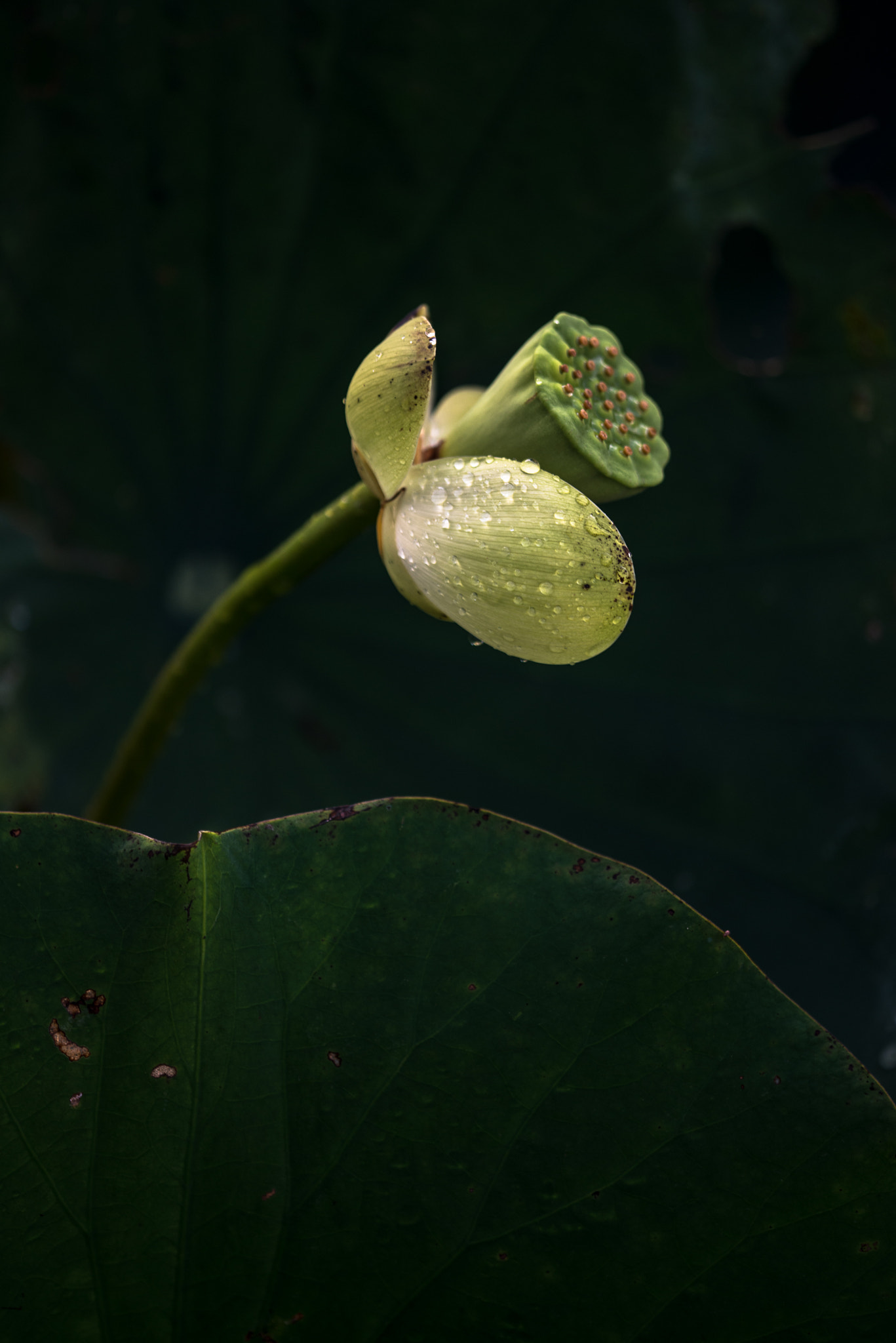 Nikon AF Micro-Nikkor 200mm F4D ED-IF sample photo. Lotus pod with seeds photography