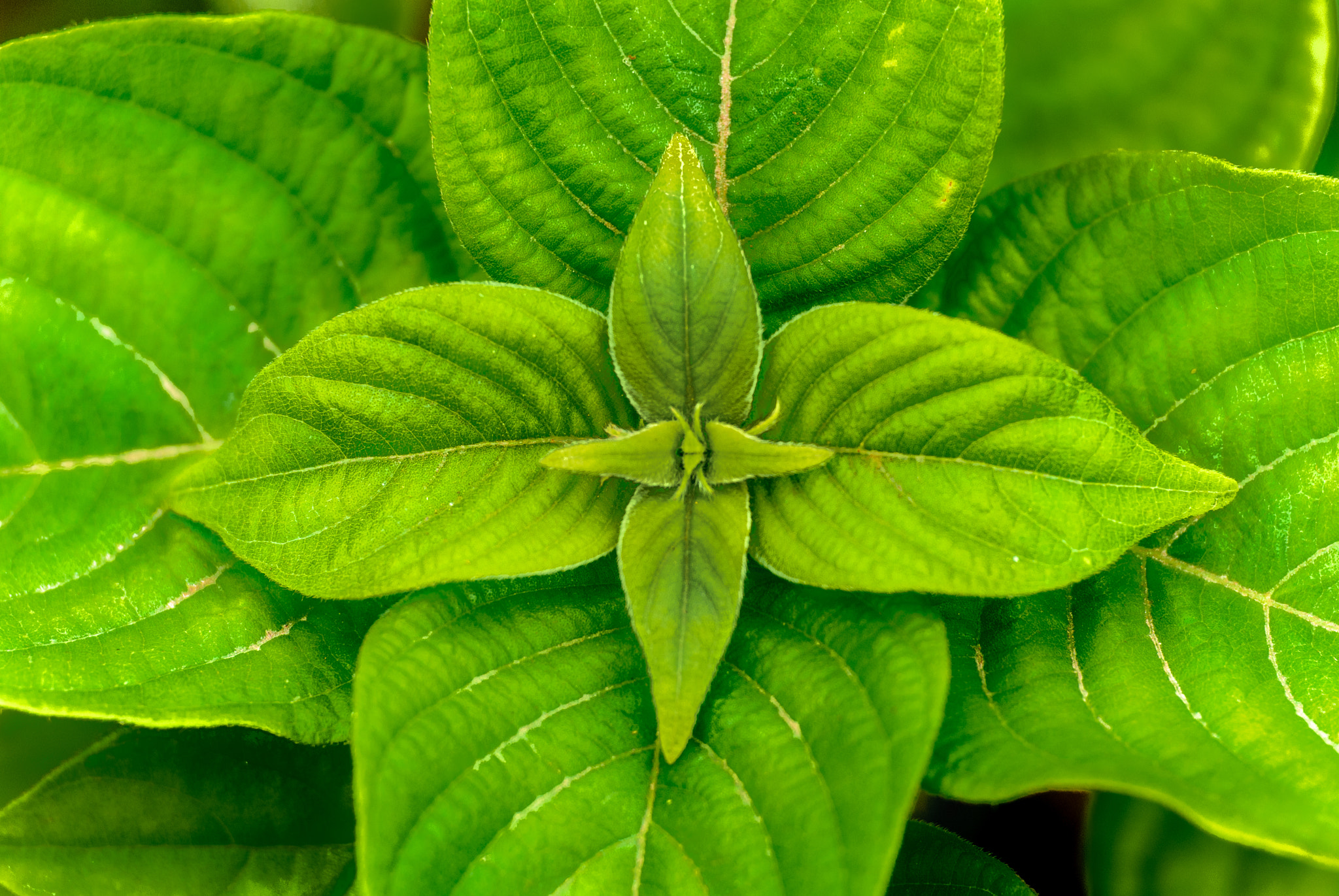 Nikon D40X sample photo. Tender leaves - series photography