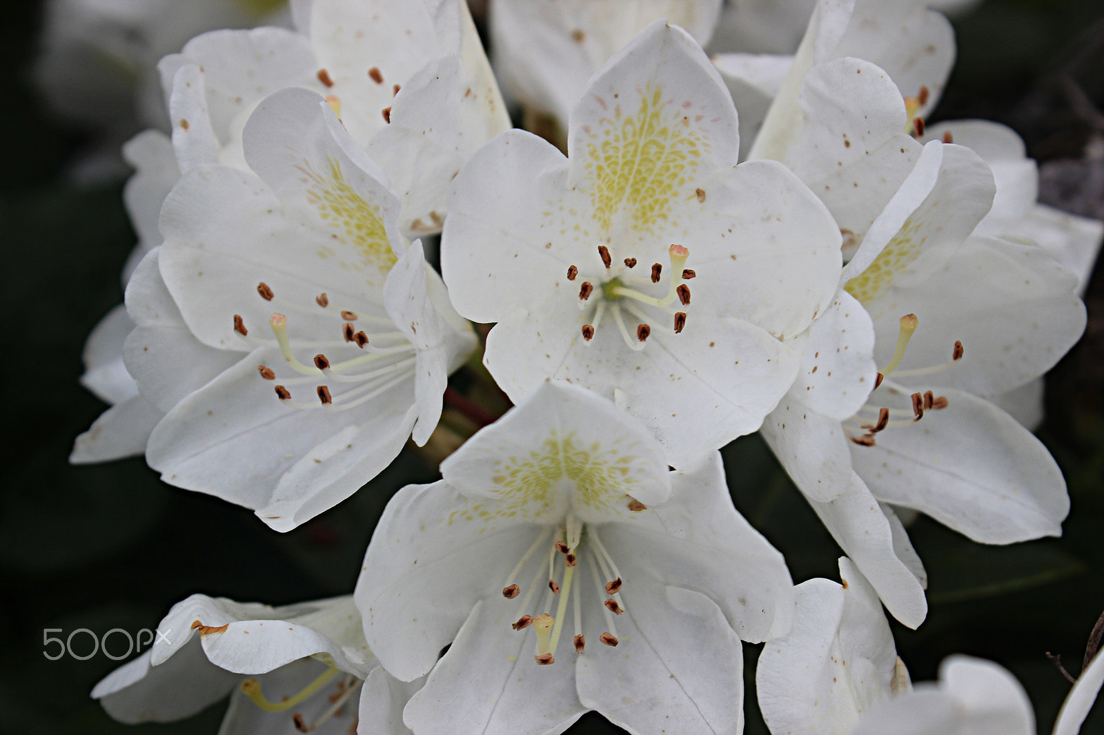 Canon EOS 600D (Rebel EOS T3i / EOS Kiss X5) + 18.0 - 55.0 mm sample photo. White beauty photography