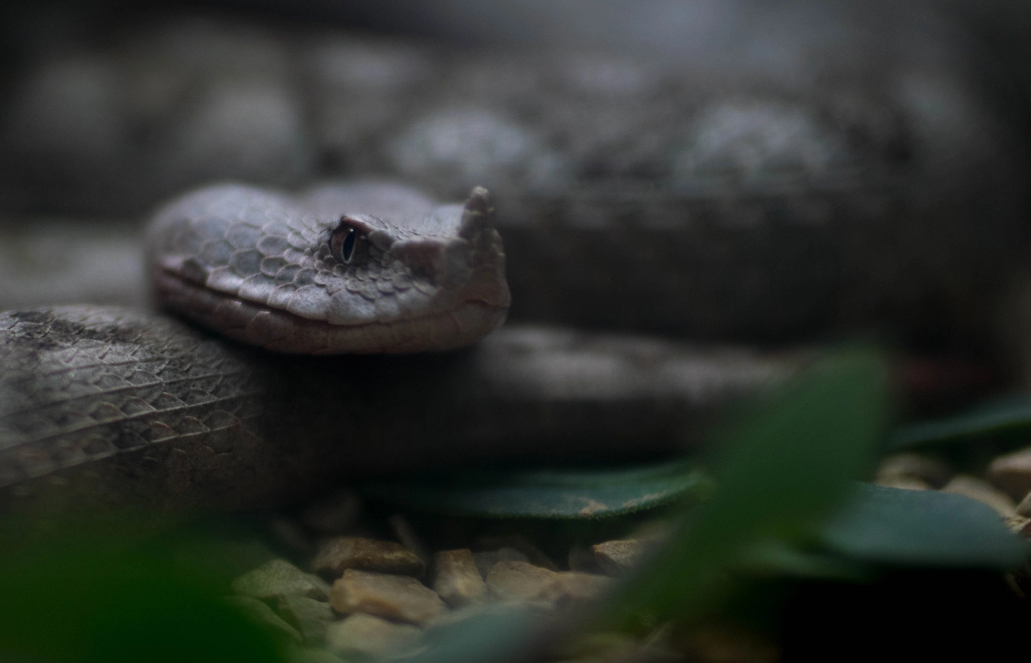 Nikon D5300 + Sigma 50mm F1.4 DG HSM Art sample photo. Dallas perot museum of nature and science and zoo photography