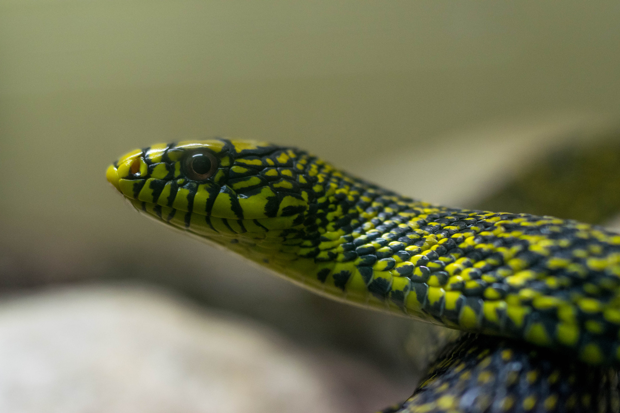 Nikon D5300 + Sigma 50mm F1.4 DG HSM Art sample photo. Dallas perot museum of nature and science and zoo photography