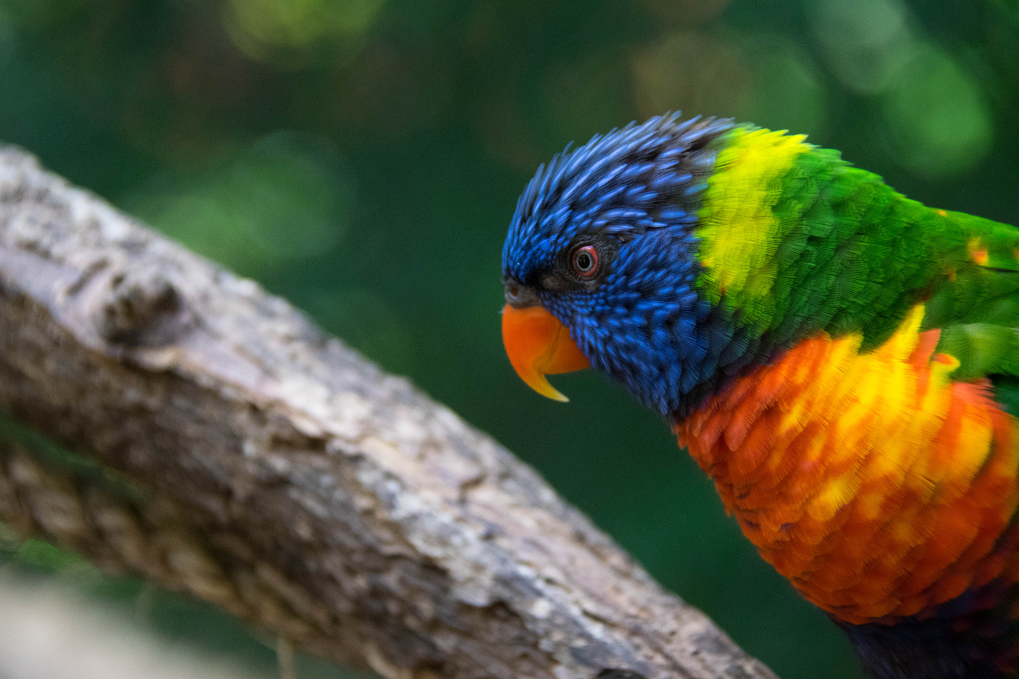 Nikon D5300 + Nikon AF-S DX Nikkor 18-300mm F3.5-5.6G ED VR sample photo. Dallas perot museum of nature and science and zoo photography