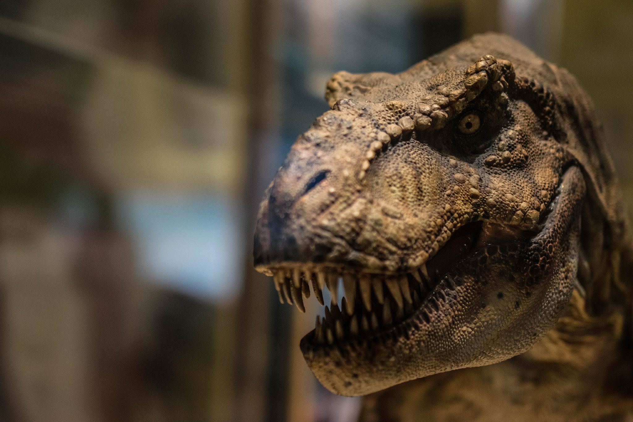 Nikon D5300 + Sigma 50mm F1.4 DG HSM Art sample photo. Dallas perot museum of nature and science and zoo photography