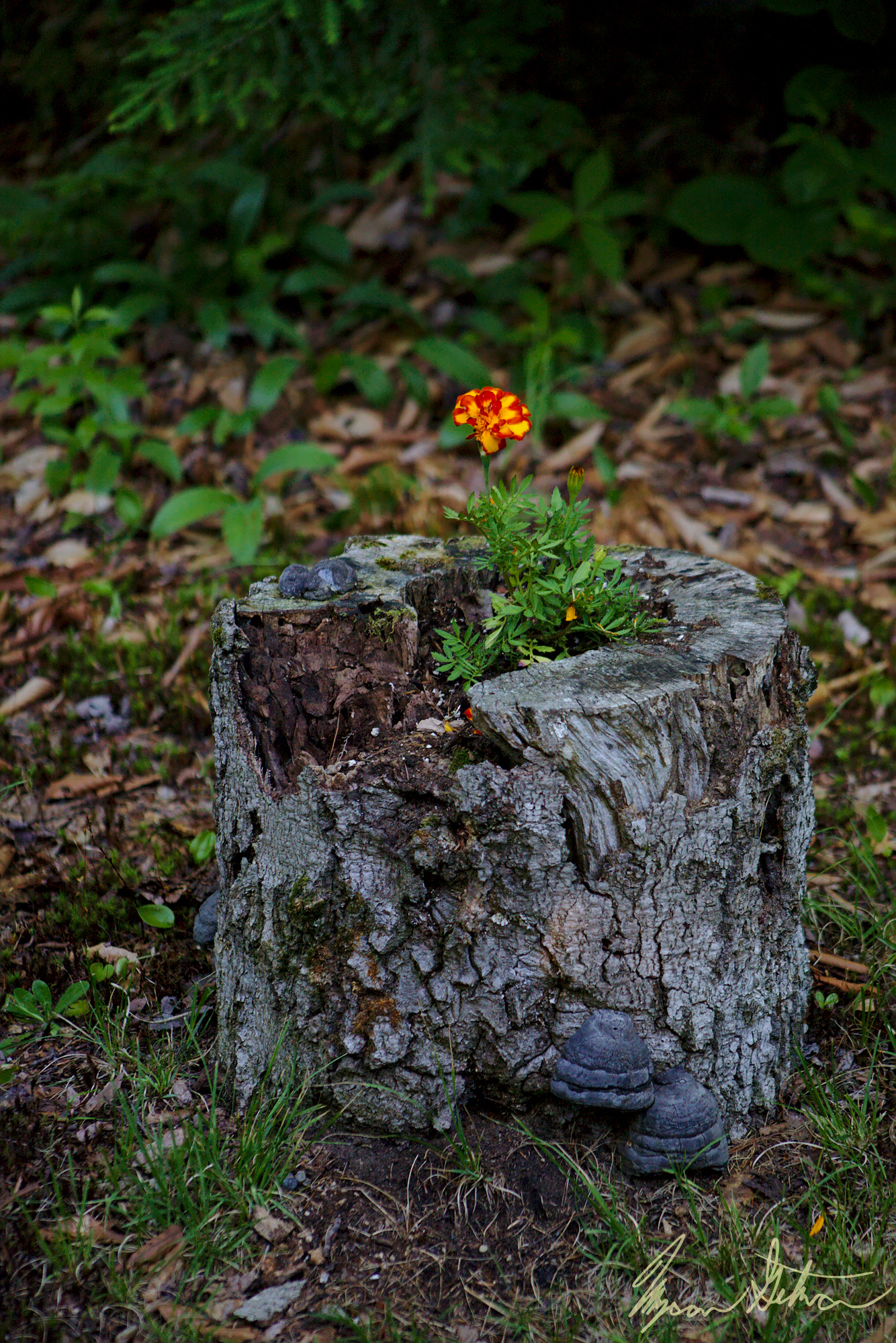 Canon EOS 5D + EF75-300mm f/4-5.6 sample photo. Plant in a suitable container photography