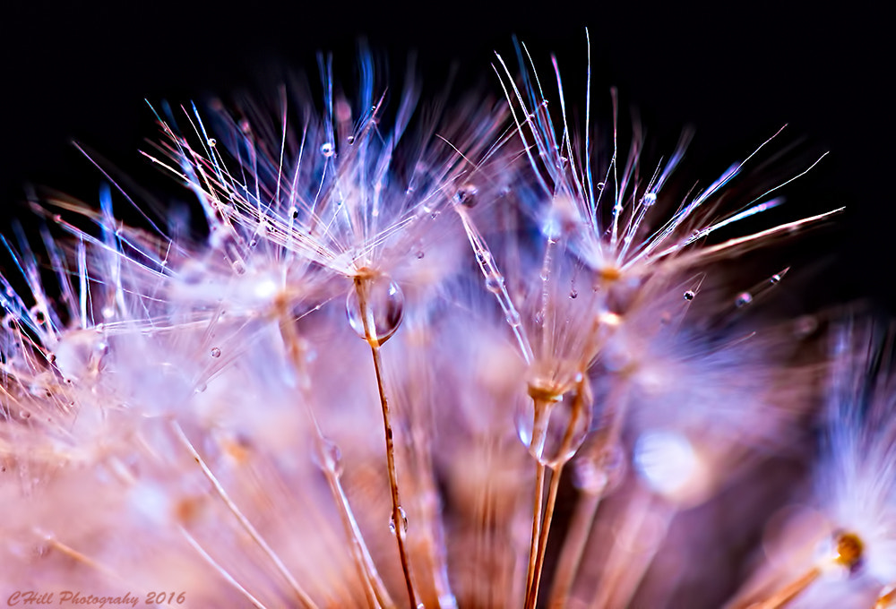 Canon EOS 650D (EOS Rebel T4i / EOS Kiss X6i) + Canon EF 100mm F2.8 Macro USM sample photo. Dandelion photography