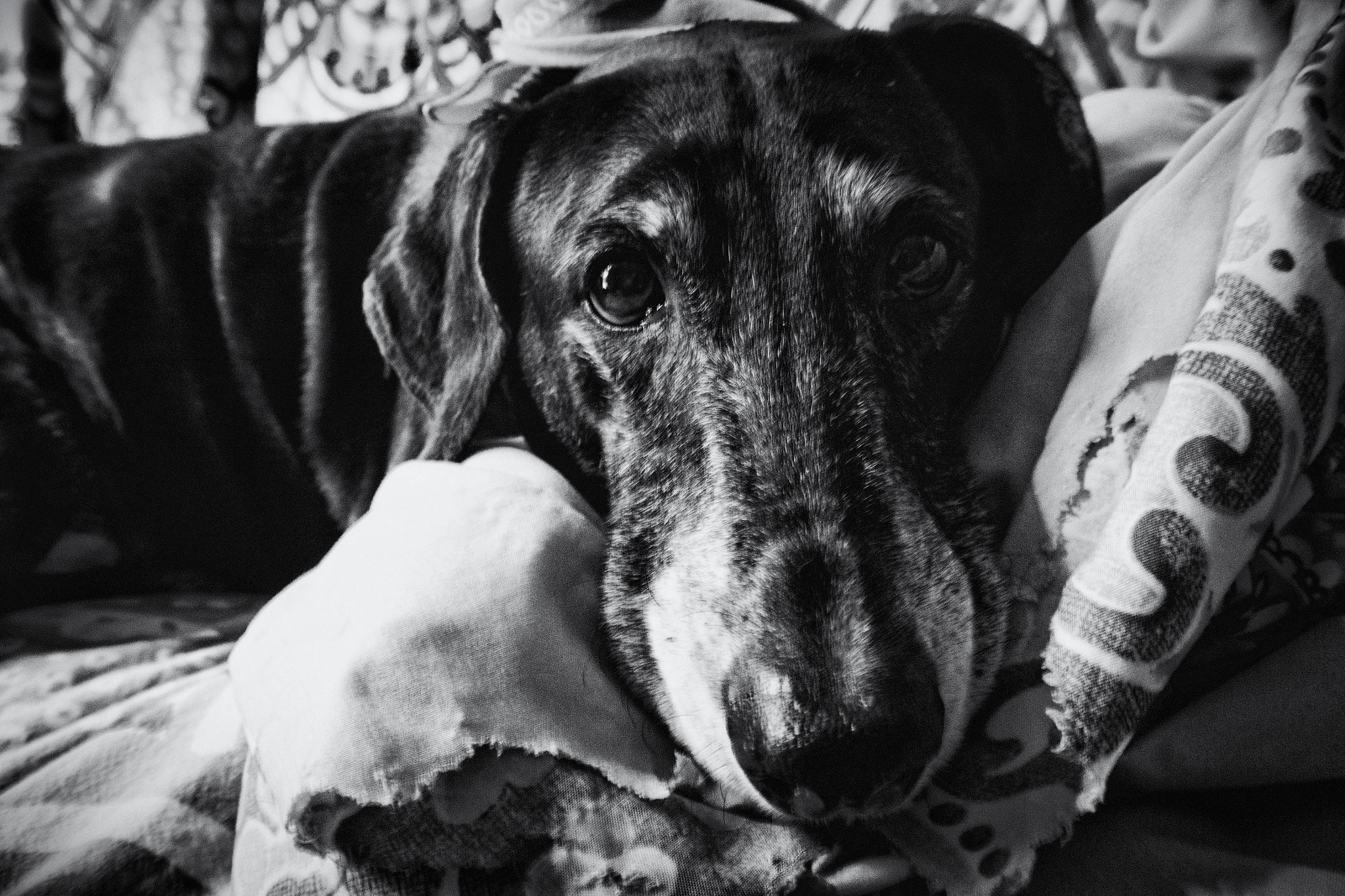 Nikon 1 J3 sample photo. Bonz- he's my ptsd service dog.. photography