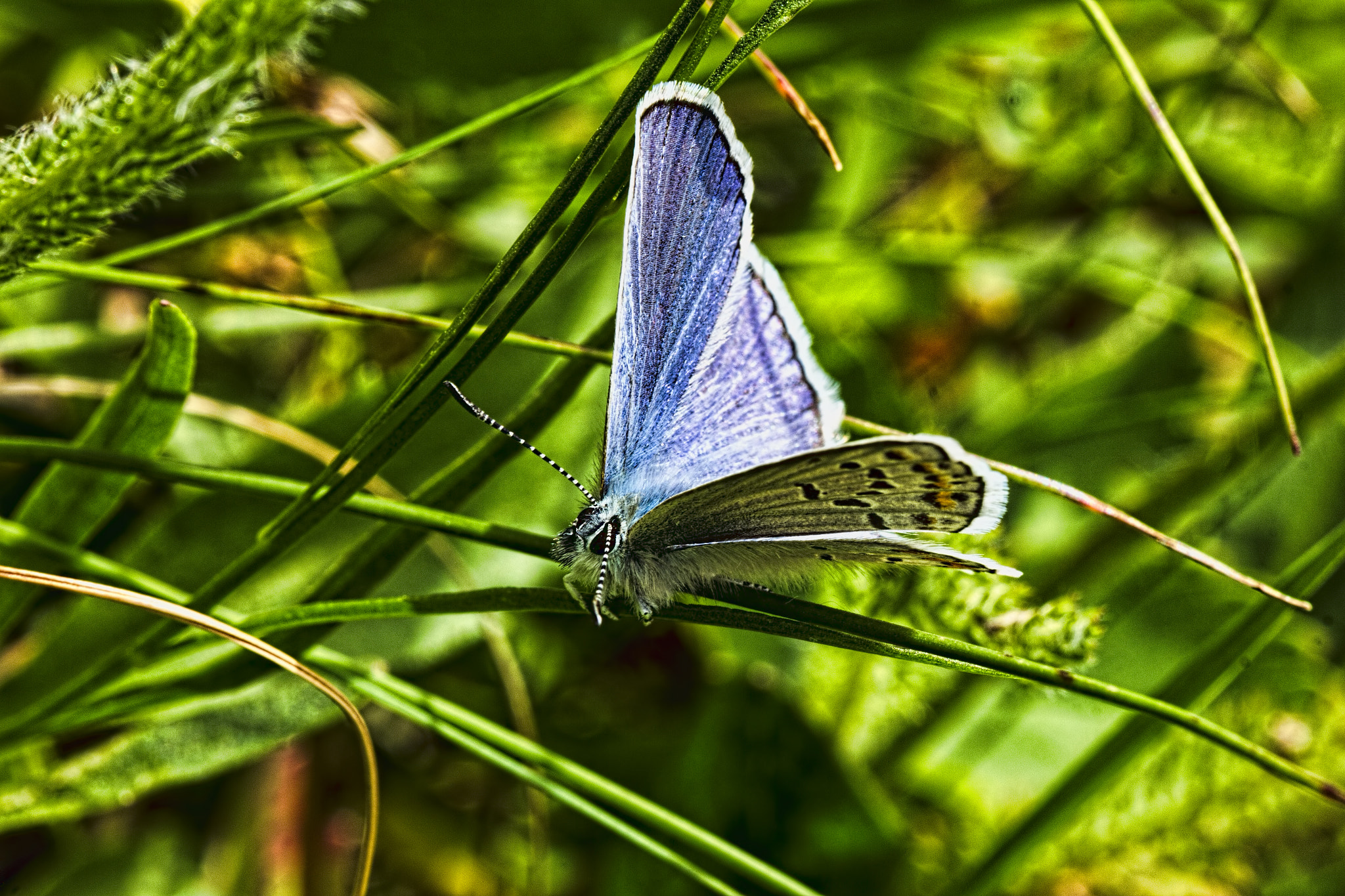 Canon EF 100mm F2.8L Macro IS USM sample photo. Shasta blue butterfly - open wings photography