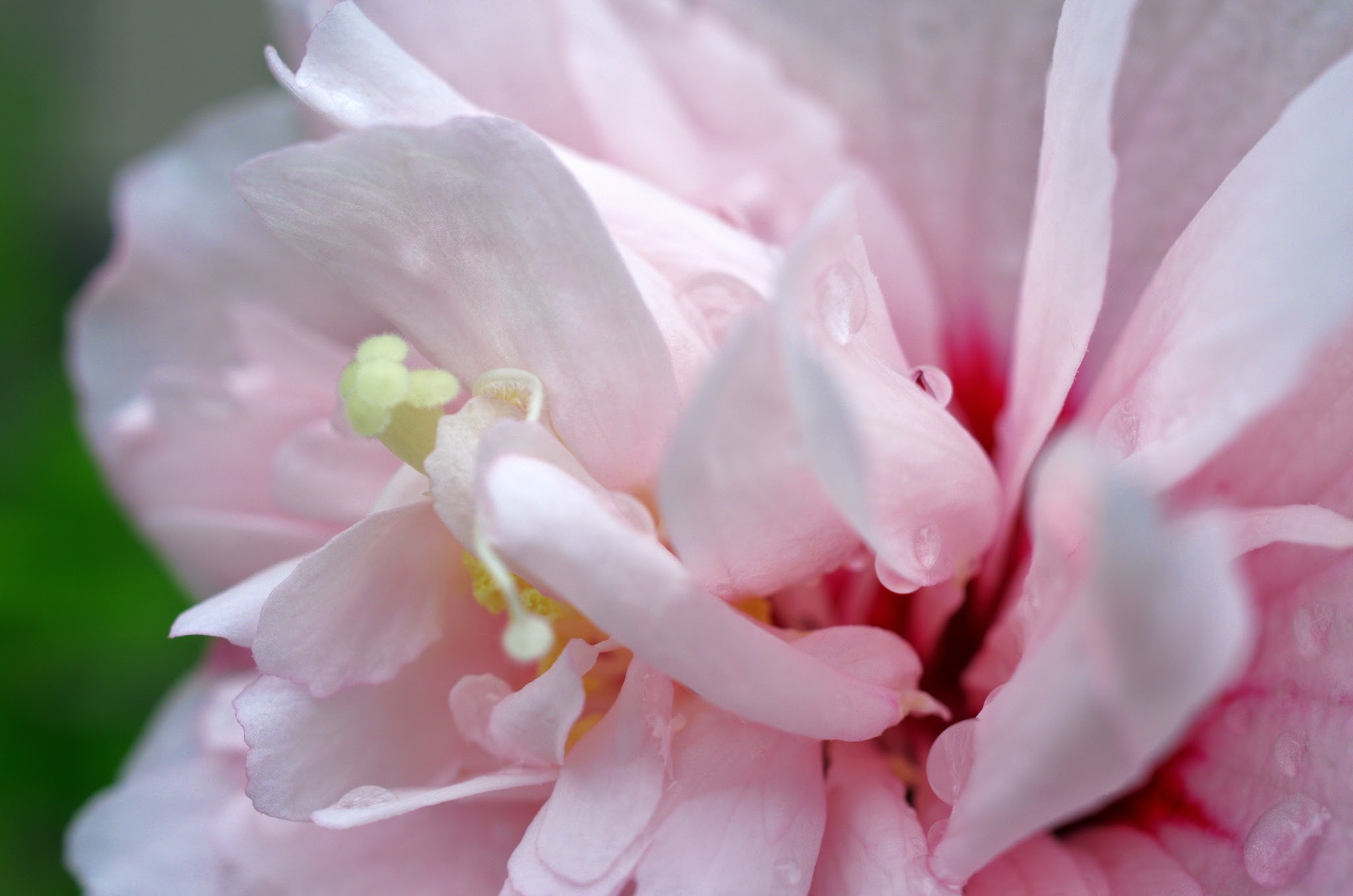 Pentax smc DA 35mm F2.8 Macro Limited sample photo. Mukuge photography