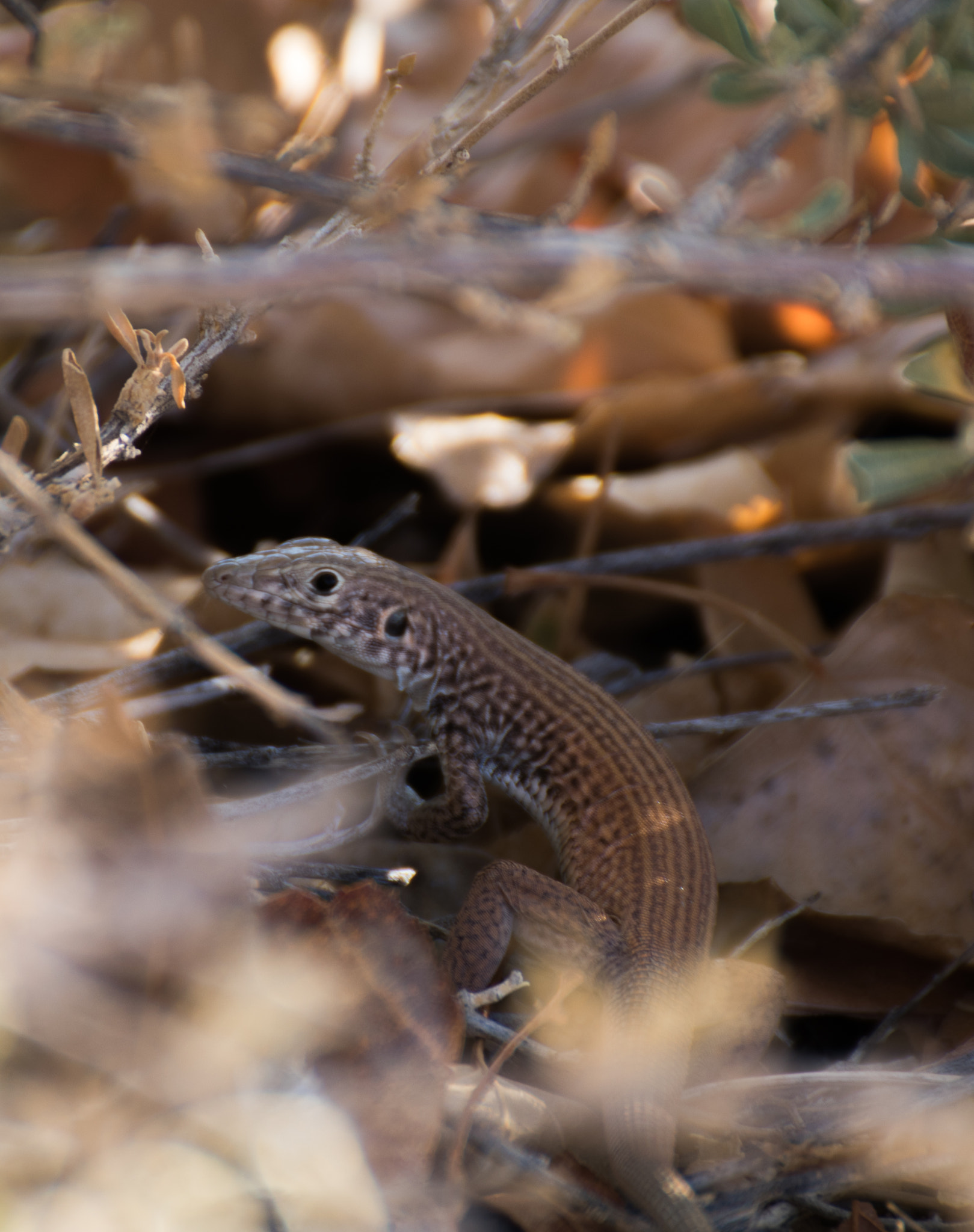 Tamron SP 35mm F1.8 Di VC USD sample photo. Lizard photography