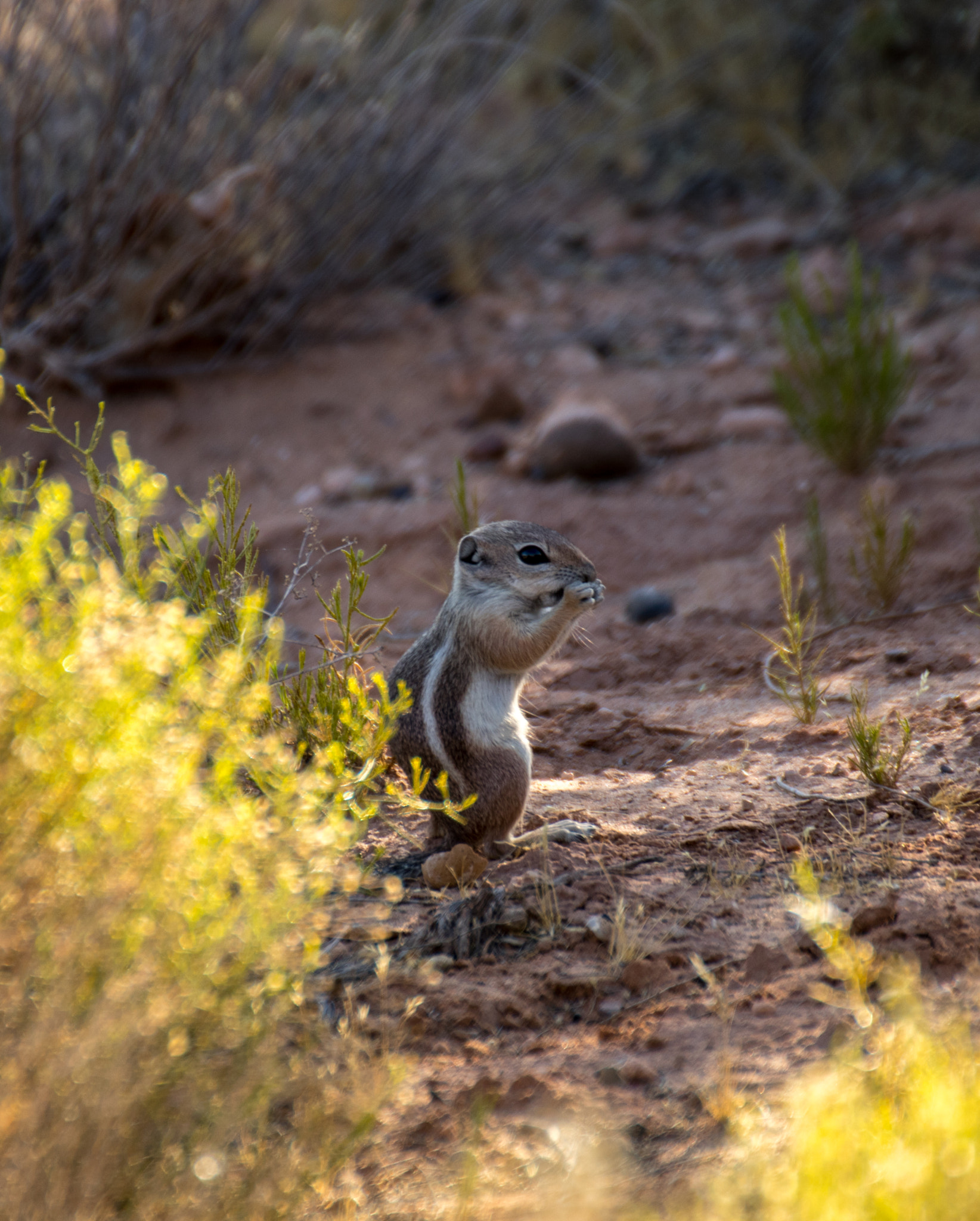 Tamron SP 35mm F1.8 Di VC USD sample photo. Squirrel photography