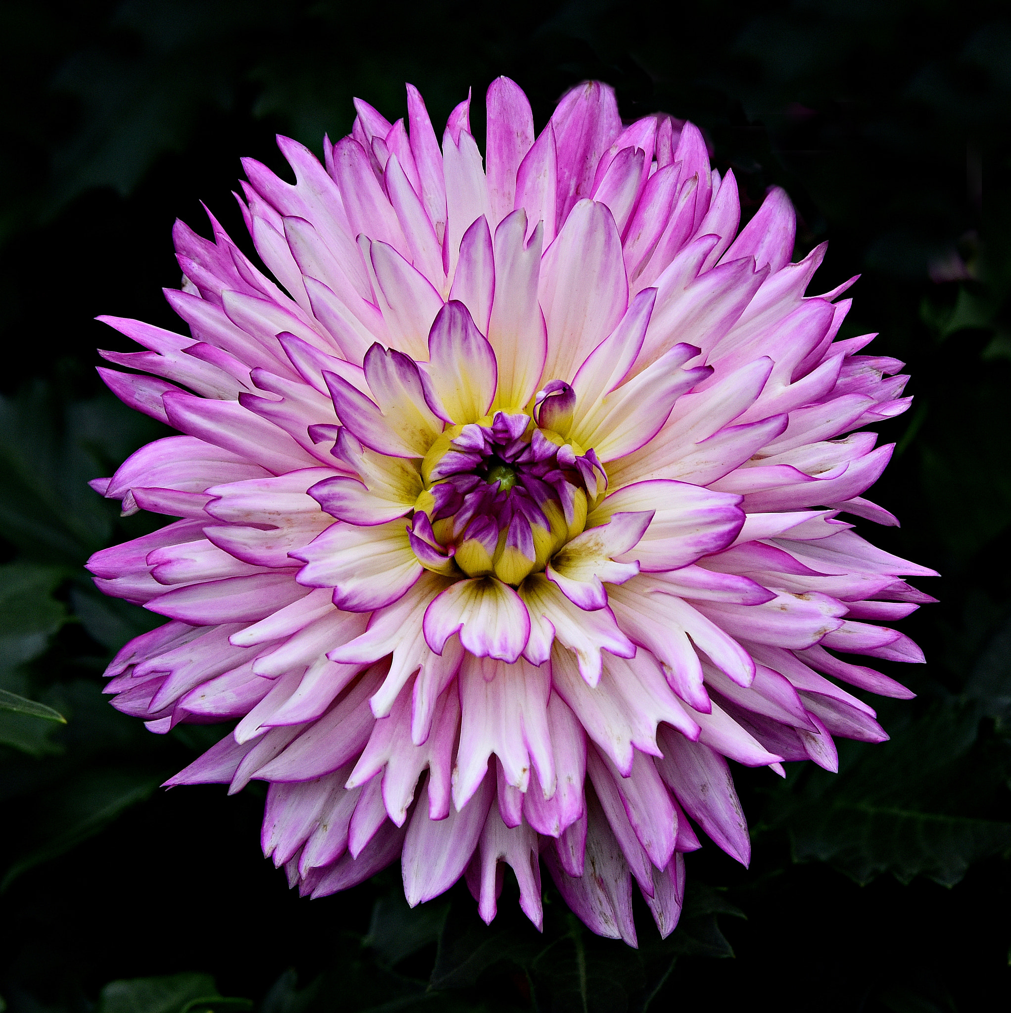 Tamron SP 70-200mm F2.8 Di VC USD sample photo. Purple dalhia photography