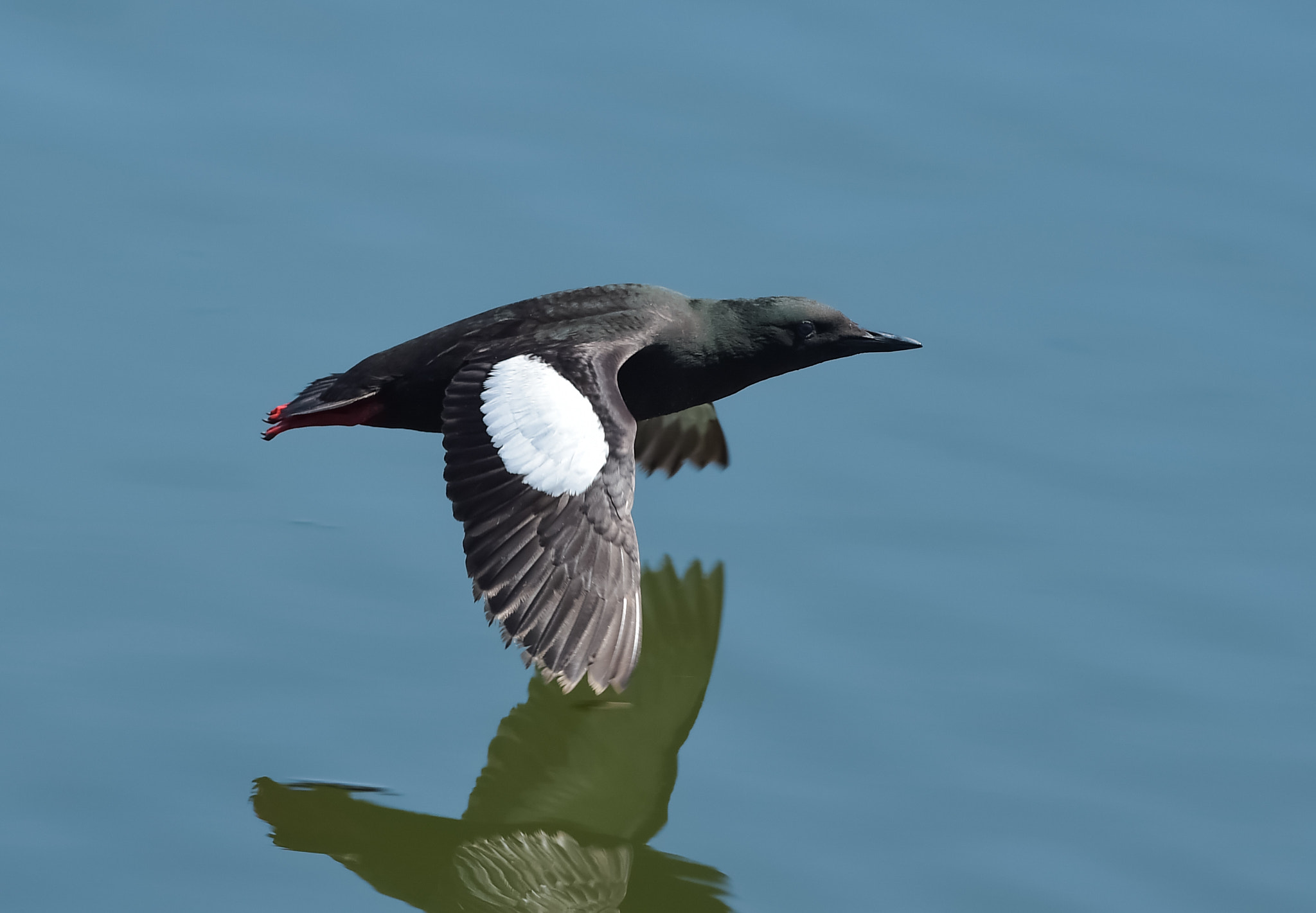 Nikon AF-S Nikkor 300mm F2.8G ED VR II sample photo. Black guillemot. photography