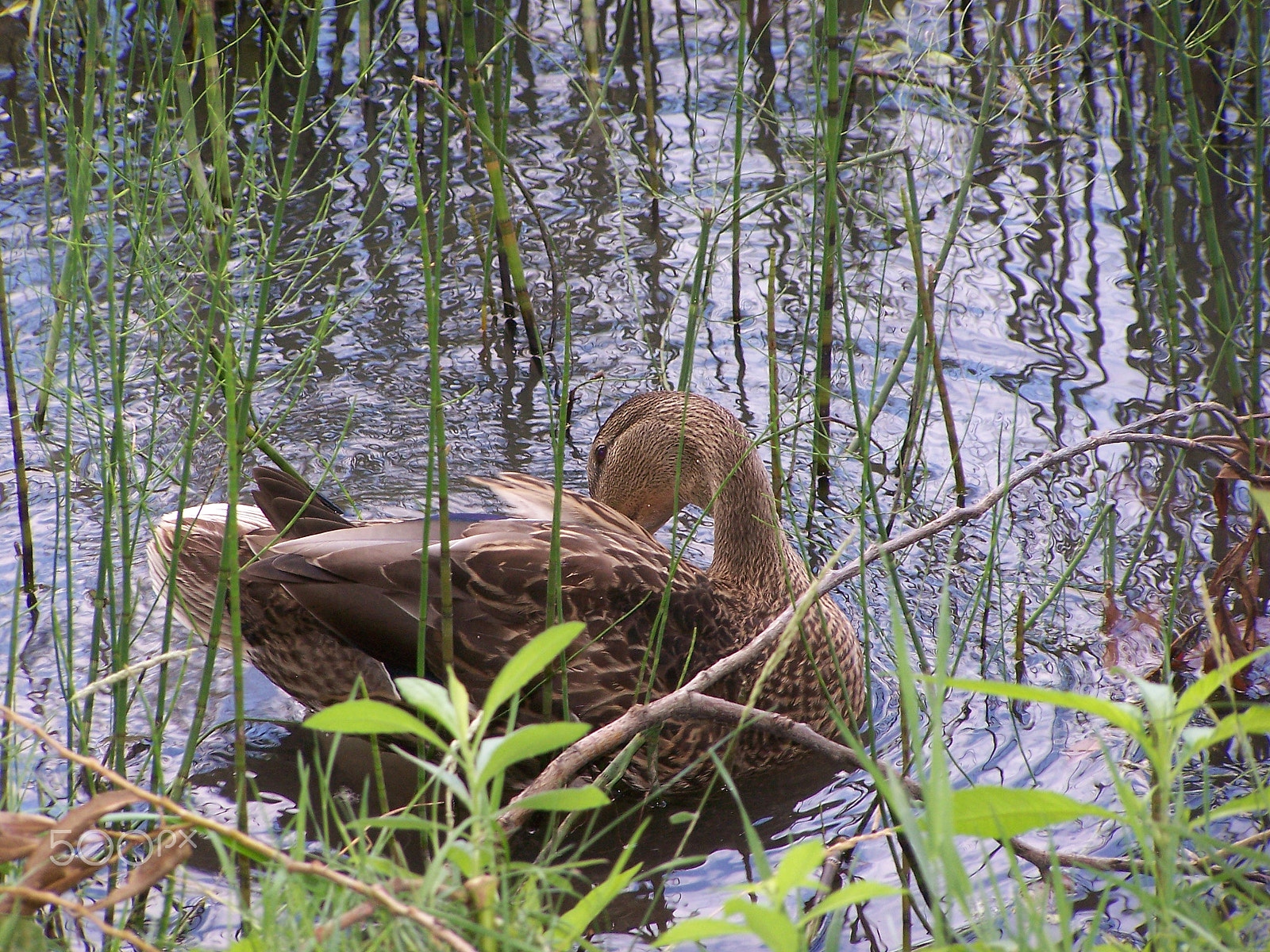 Kodak Z7590 ZOOM DIGITAL CAMERA sample photo. Duck preening on a pond amongst the reeds photography