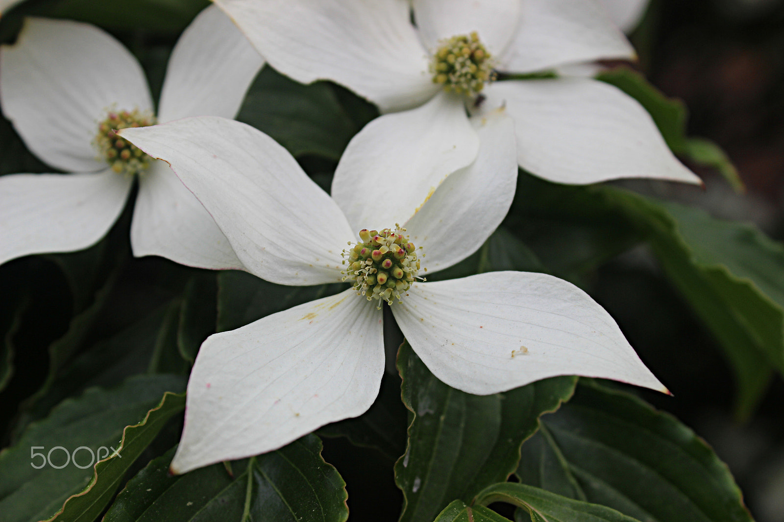 Canon EOS 600D (Rebel EOS T3i / EOS Kiss X5) + 18.0 - 55.0 mm sample photo. White dogwood - strange name for a beauty photography