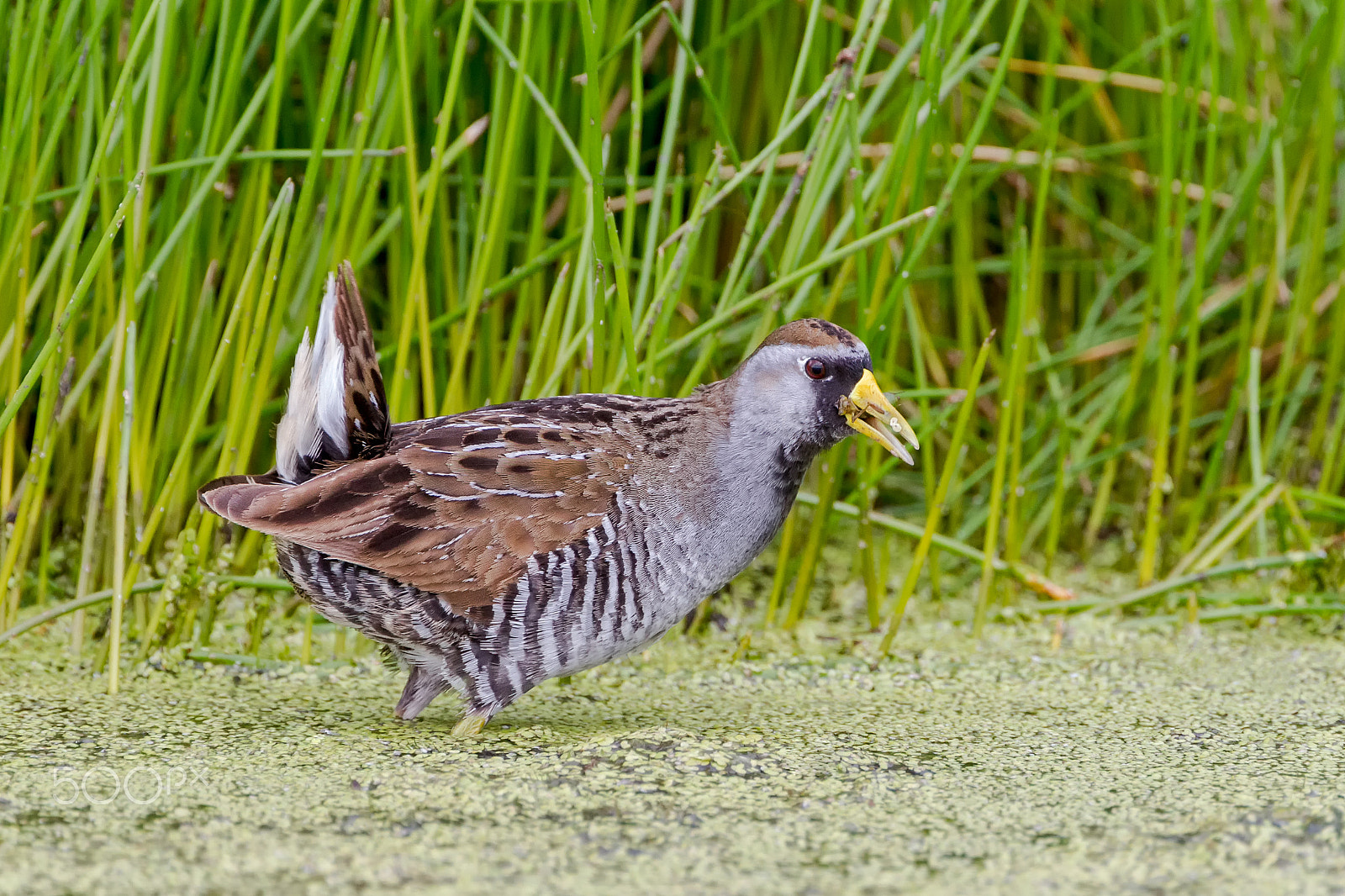 Canon EOS 7D + Canon EF 300mm F2.8L IS USM sample photo. Sora rail photography