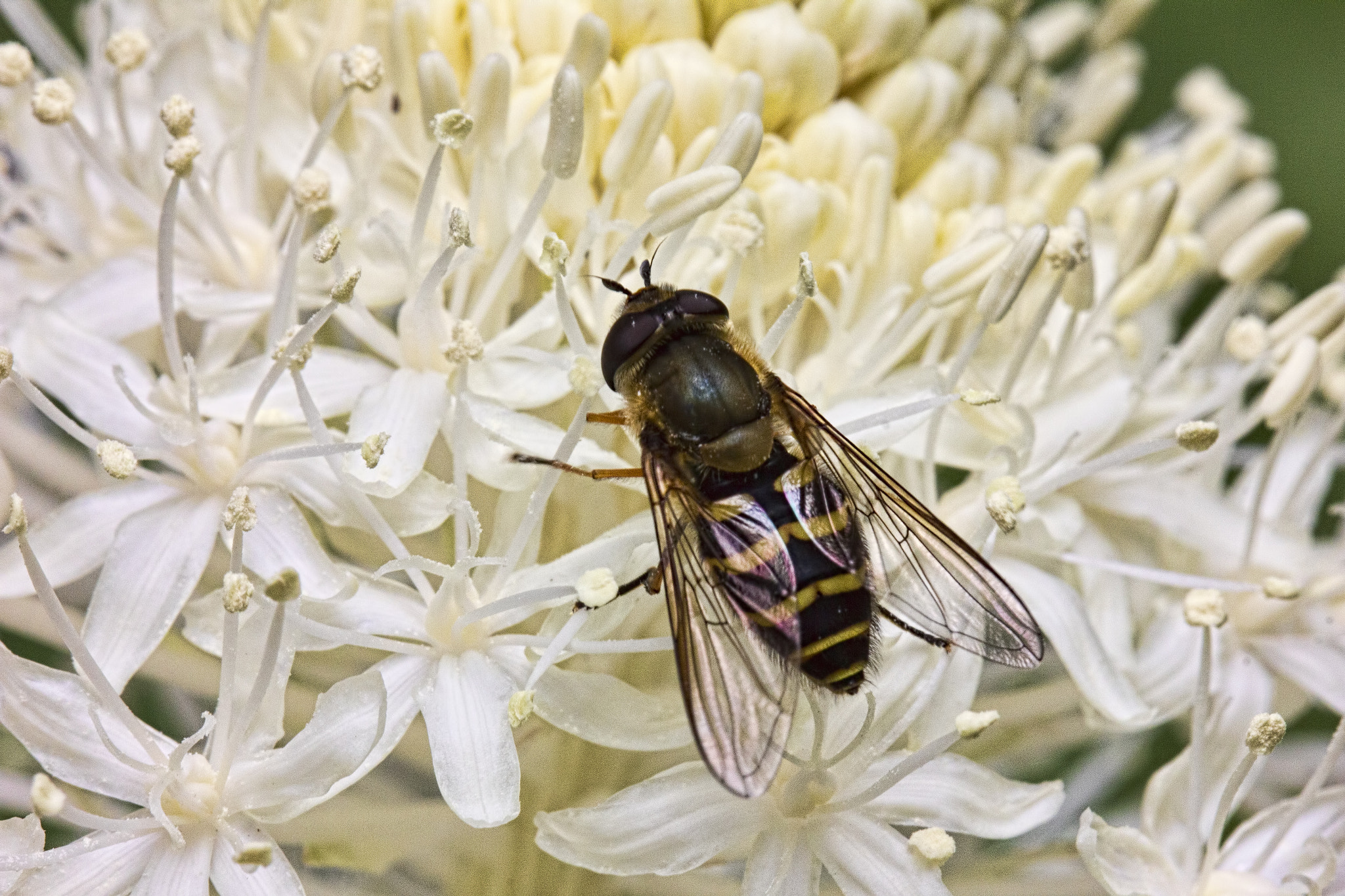 Canon EF 100mm F2.8L Macro IS USM sample photo. Flower fly on bear grass flower photography