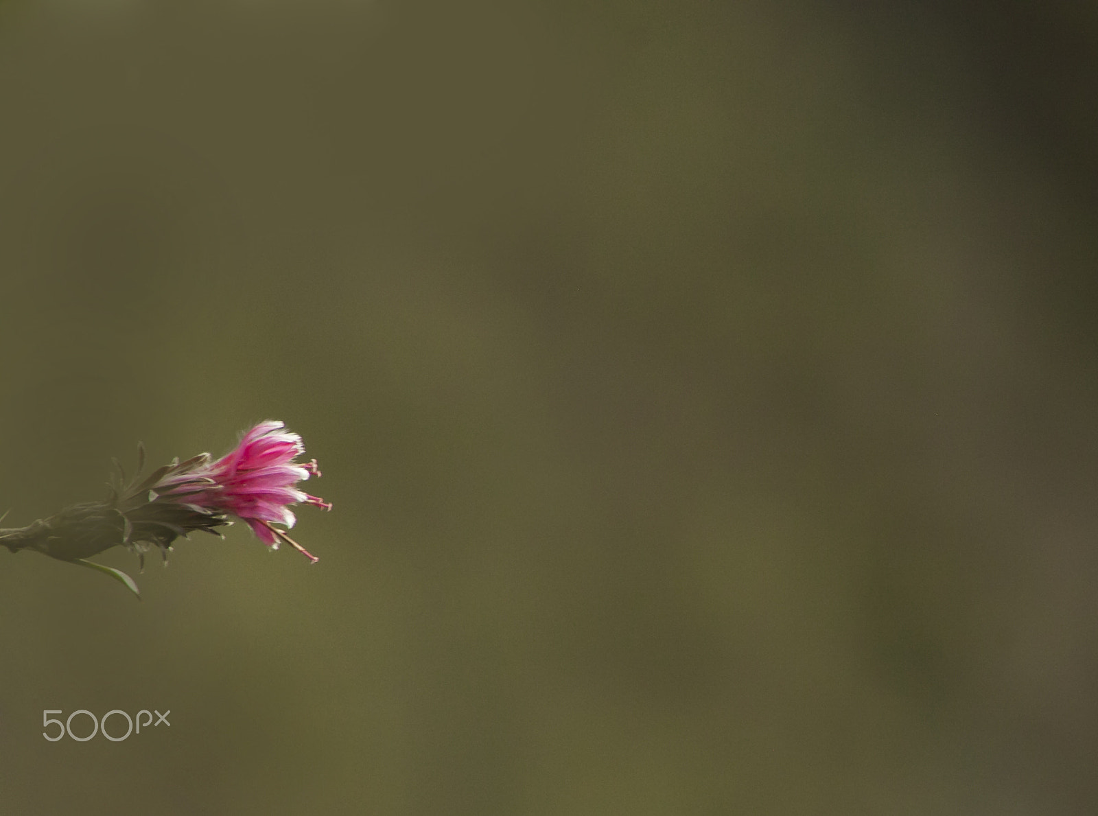 Canon EF 75-300mm f/4-5.6 USM sample photo. Soledad photography