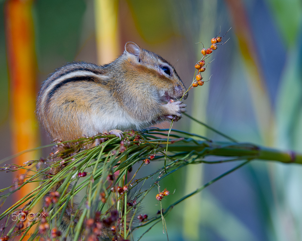Nikon AF-S Nikkor 200-400mm F4G ED-IF VR sample photo. Chipmunk photography