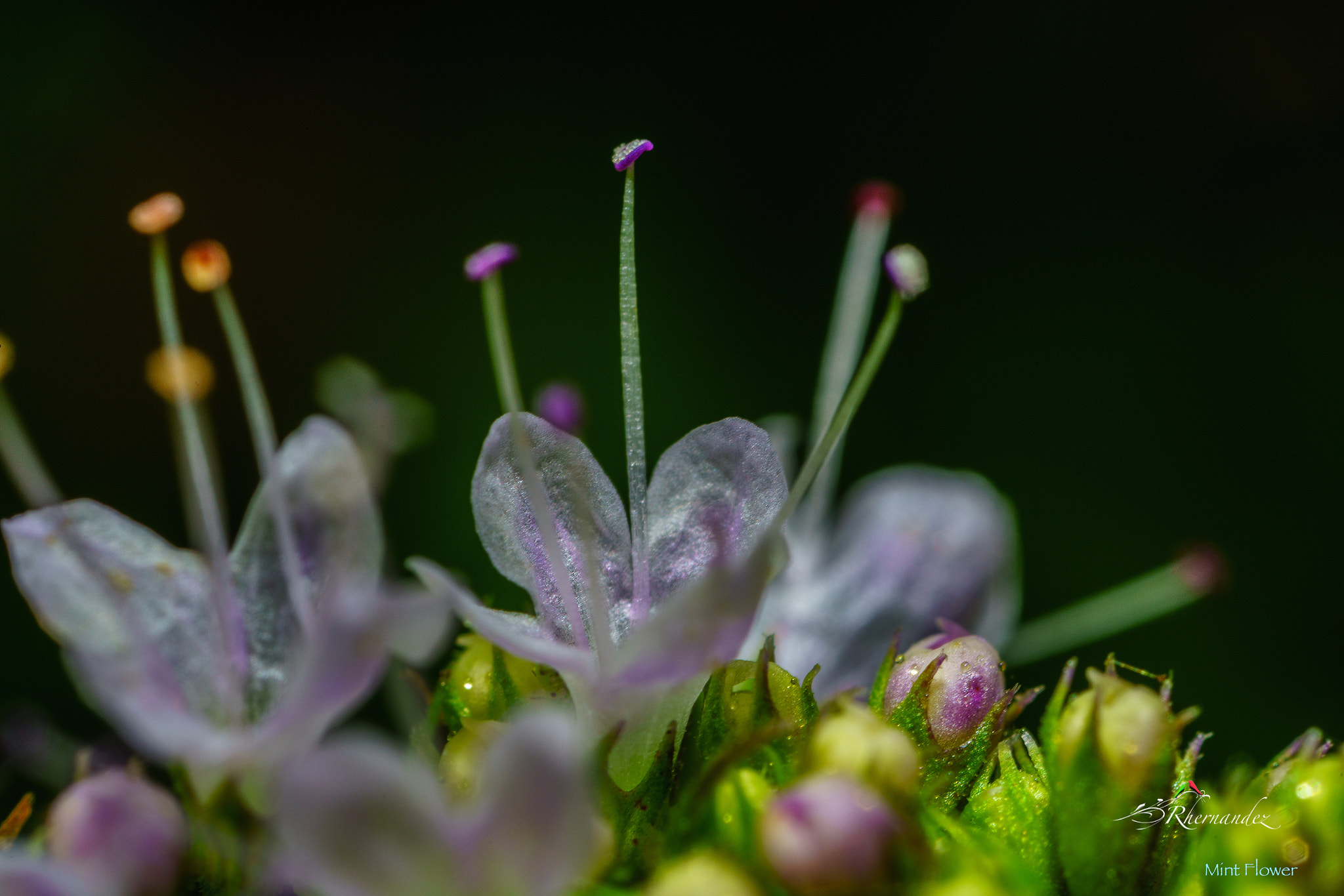 Canon MP-E 65mm F2.5 1-5x Macro Photo sample photo. Mint flower photography