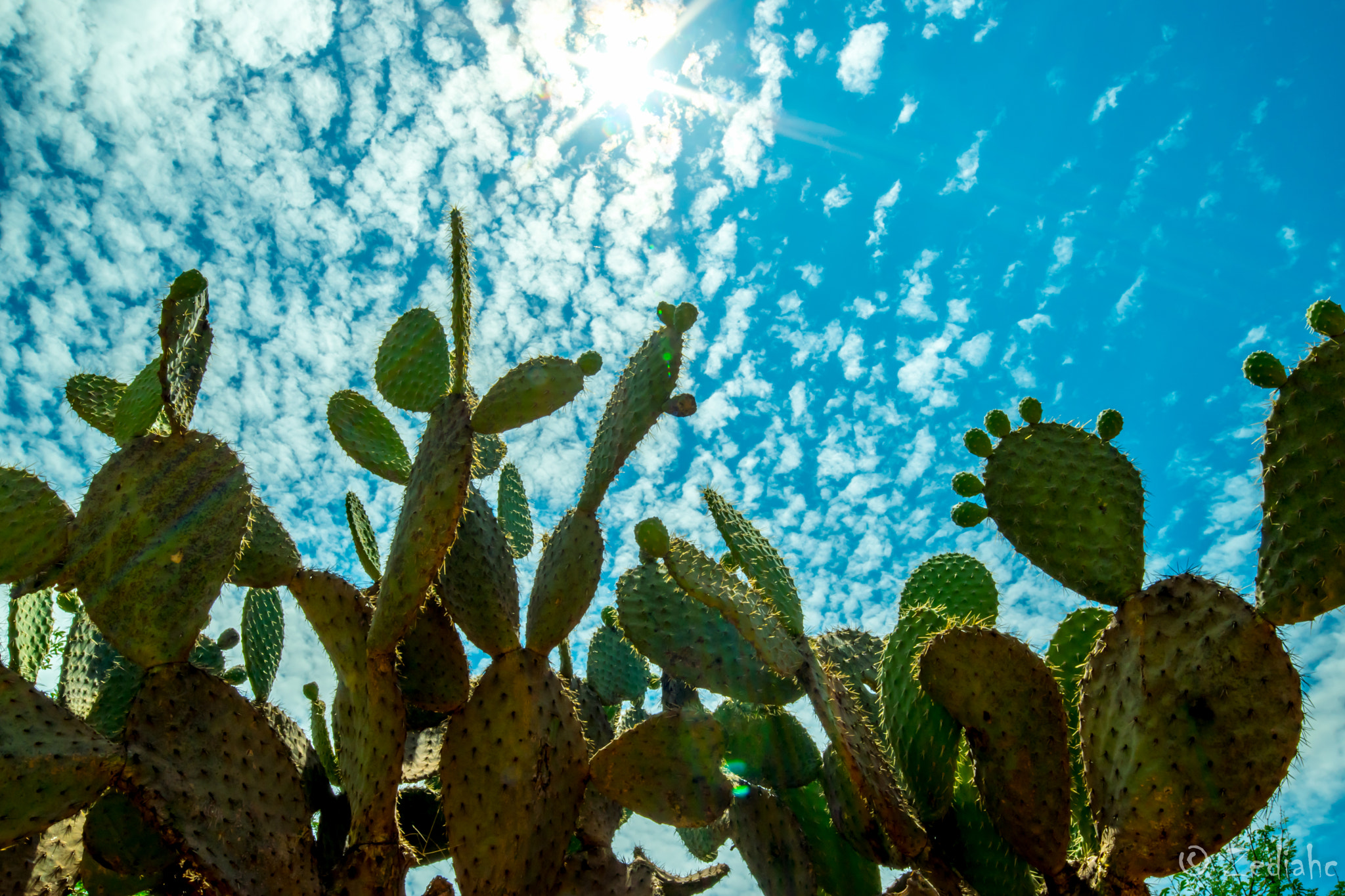 Samyang 14mm F2.8 ED AS IF UMC sample photo. Nopal photography