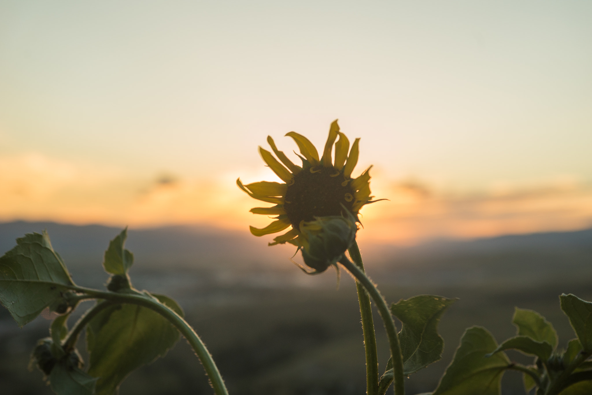 Minolta AF 28-70mm F2.8 G sample photo. Sun flower photography