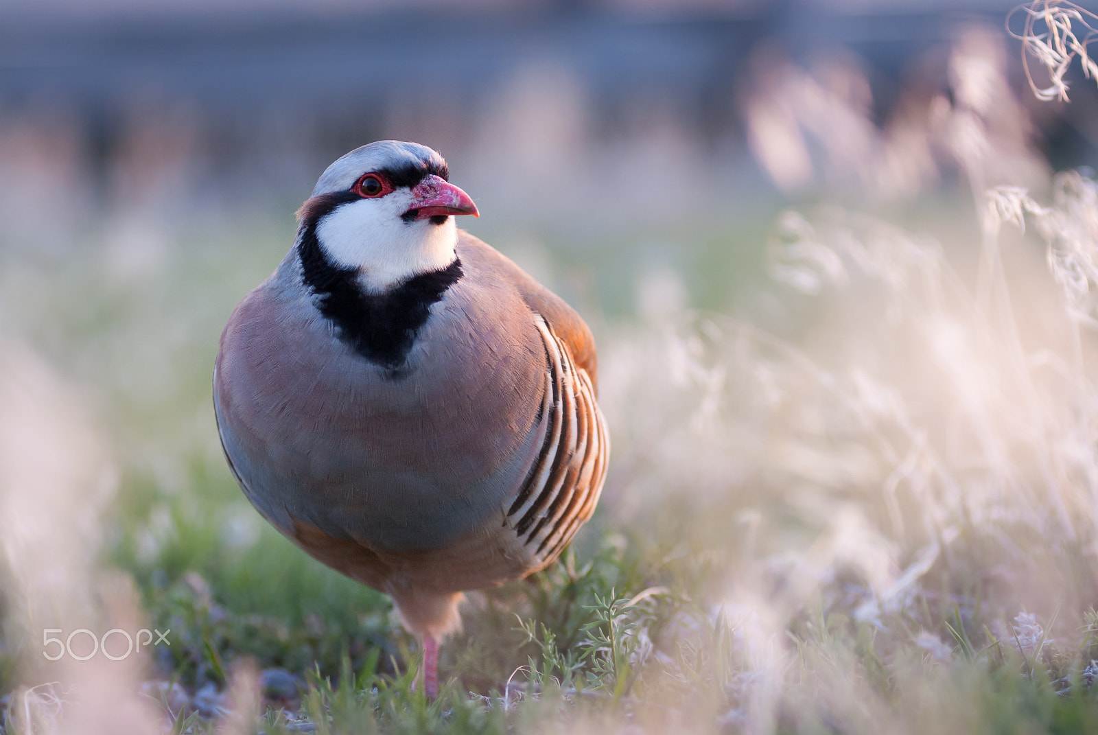 Nikon AF-Nikkor 80-200mm F2.8D ED sample photo. Chukar photography