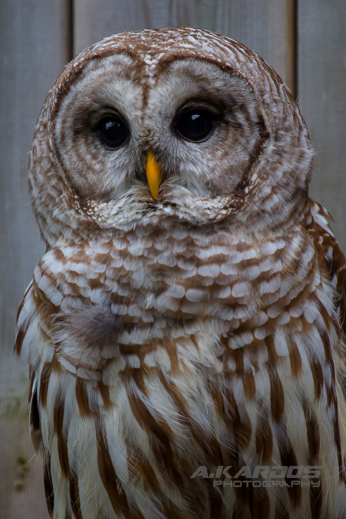 Canon EOS 700D (EOS Rebel T5i / EOS Kiss X7i) + Canon EF 70-200mm F4L USM sample photo. Barn owl - zoo ecomuseum - montreal (2016) photography